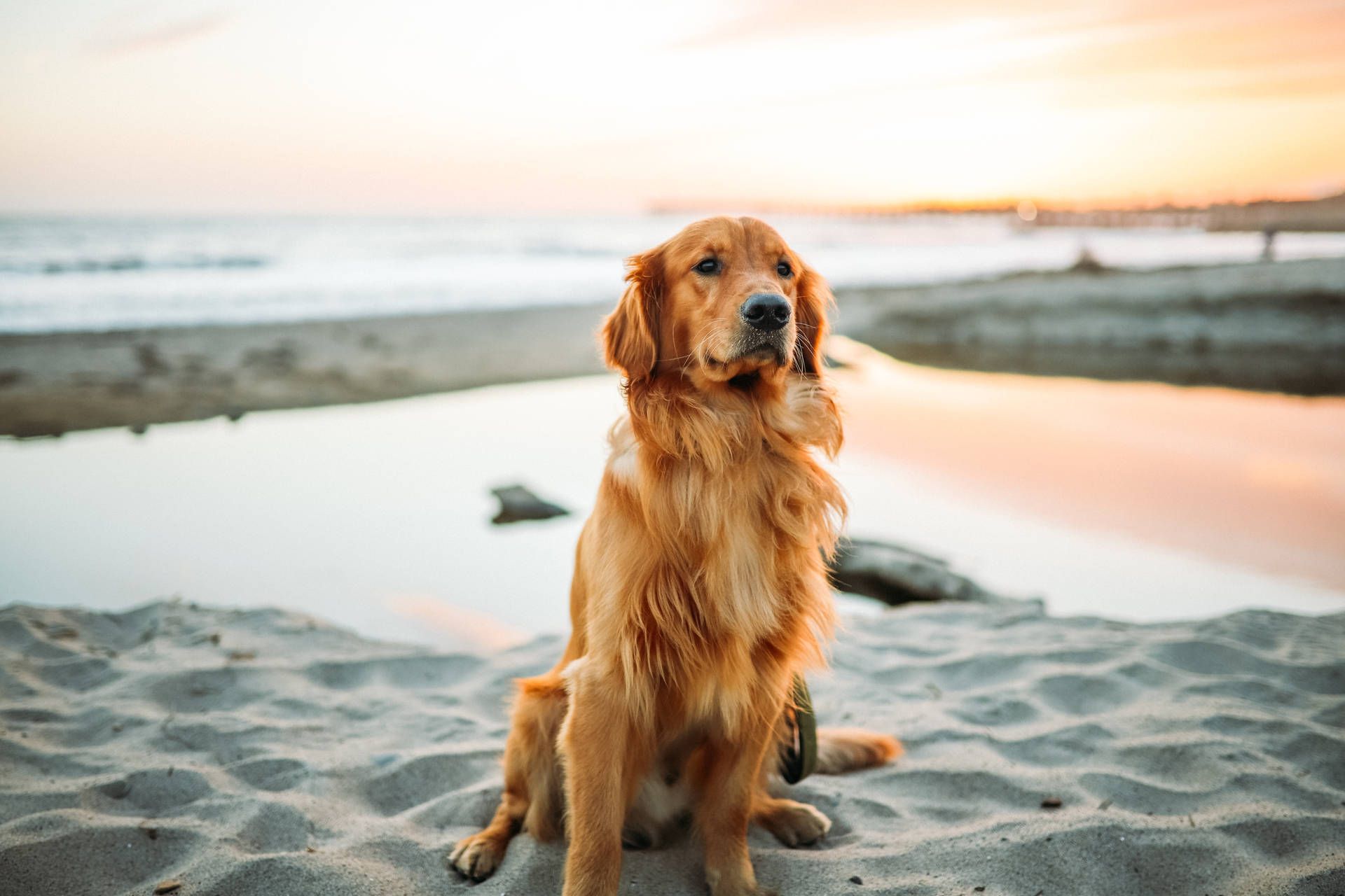 1920x1280 Golden Retriever Wallpaper