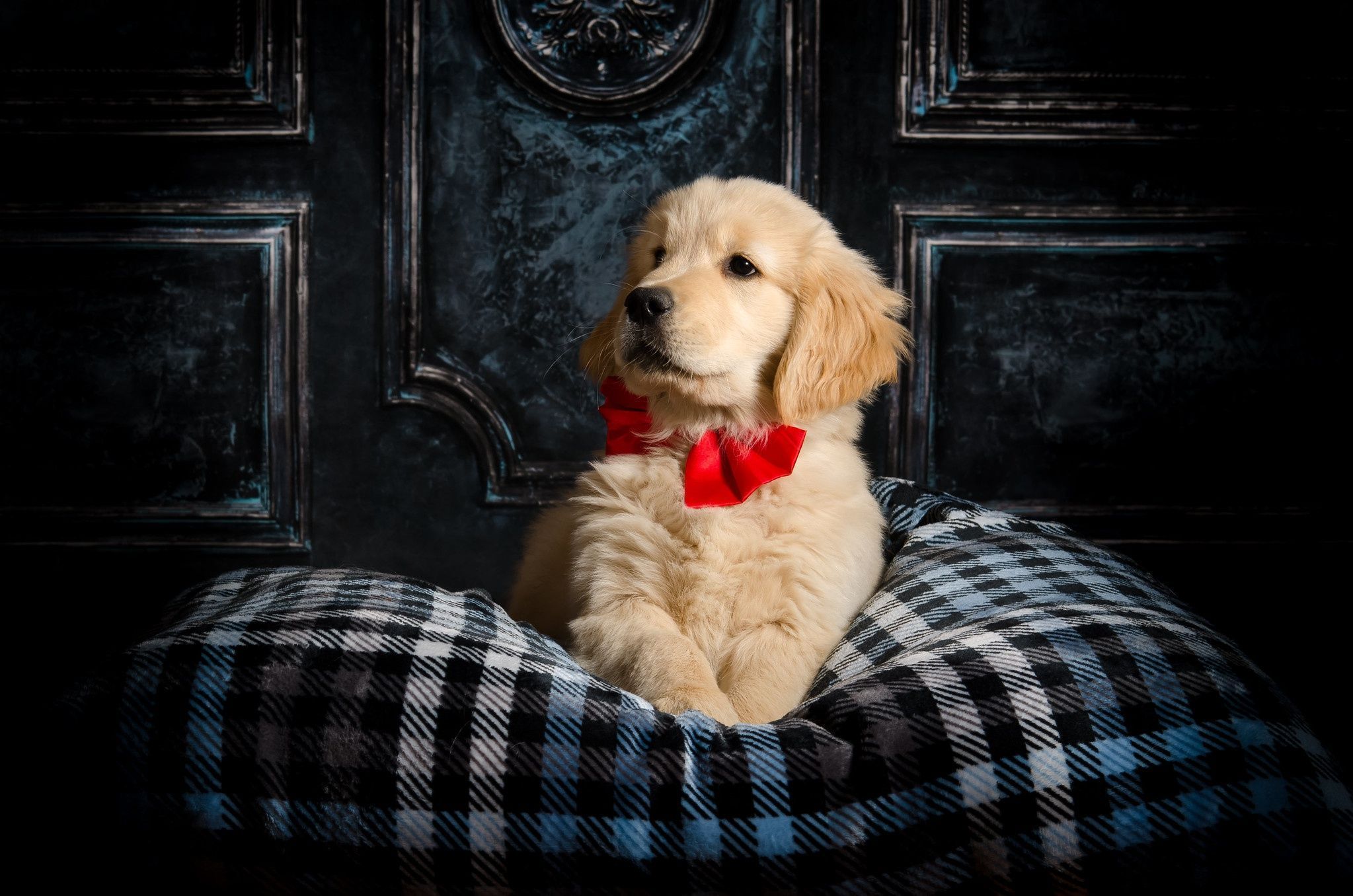 2047x1356 Animal Golden Retriever HD Wallpaper