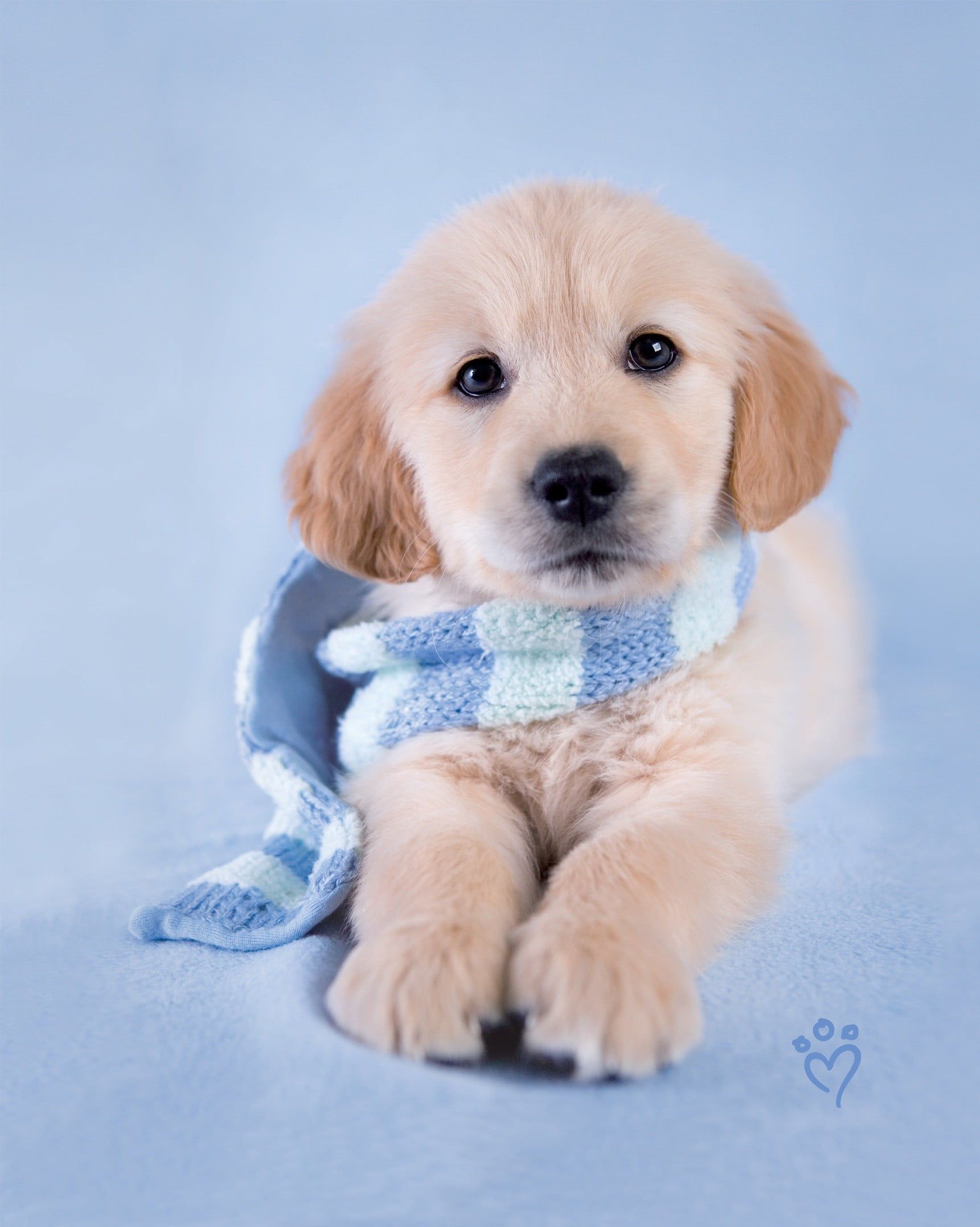 1721x2153 Cute dogs, Cute puppies, Retriever puppy