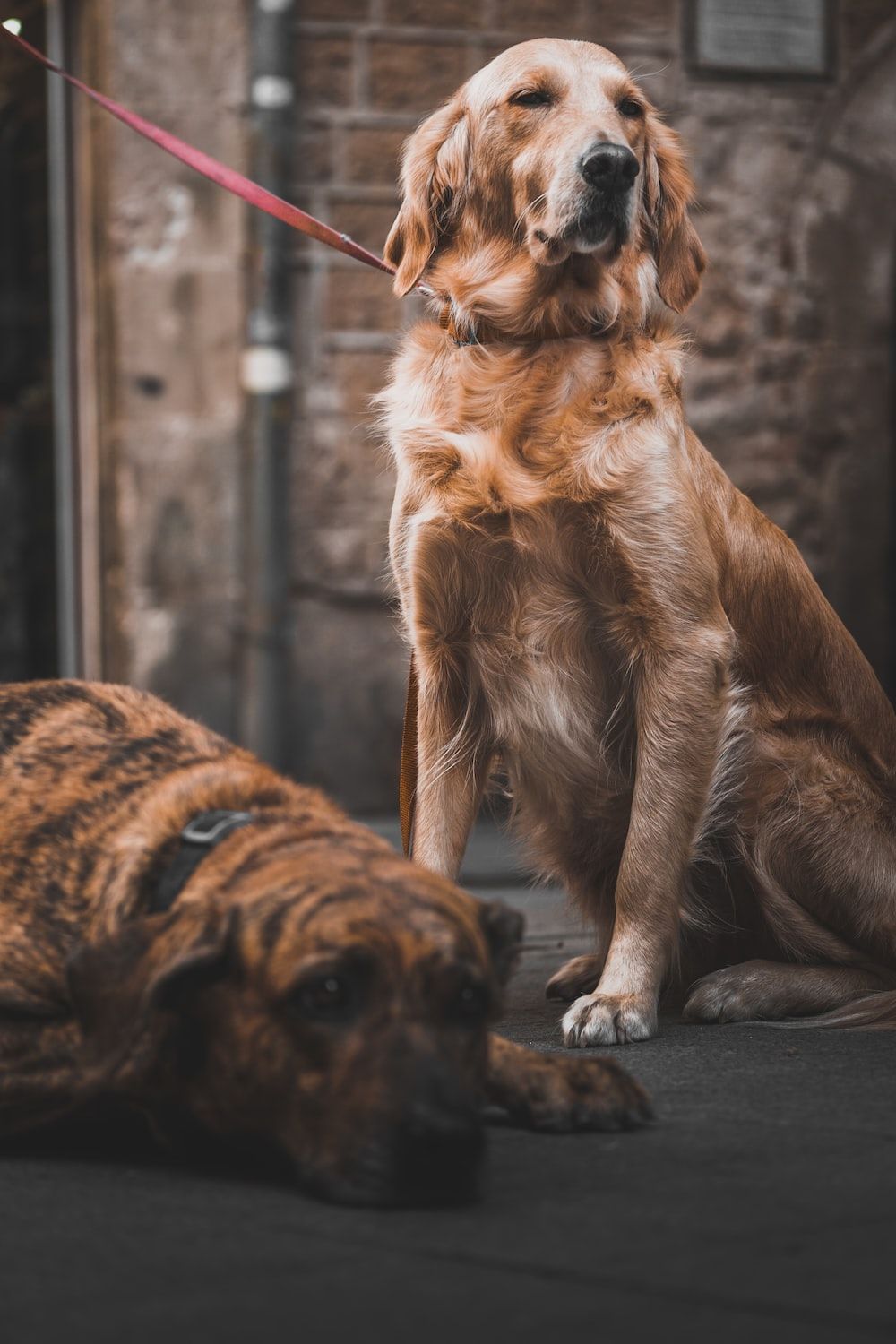 1000x1500 Dog Retriever best free