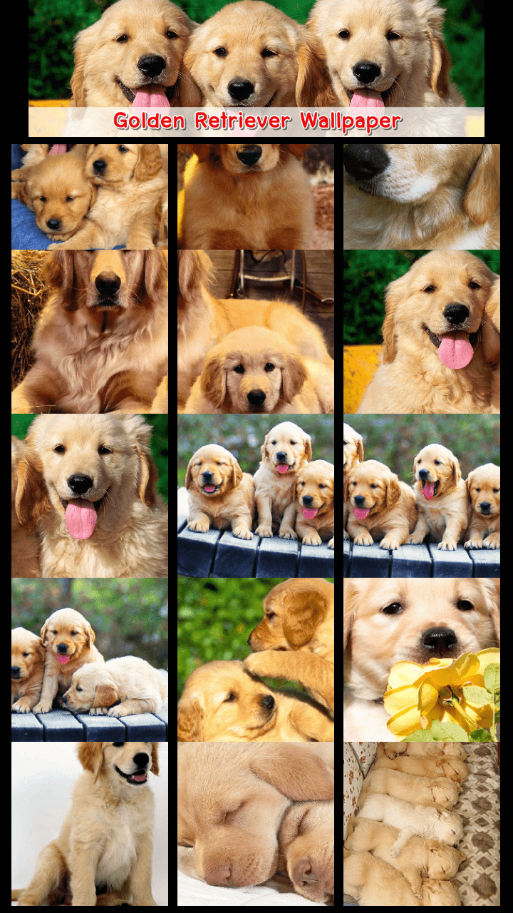 720x1280 Golden Retriever Wallpaper: