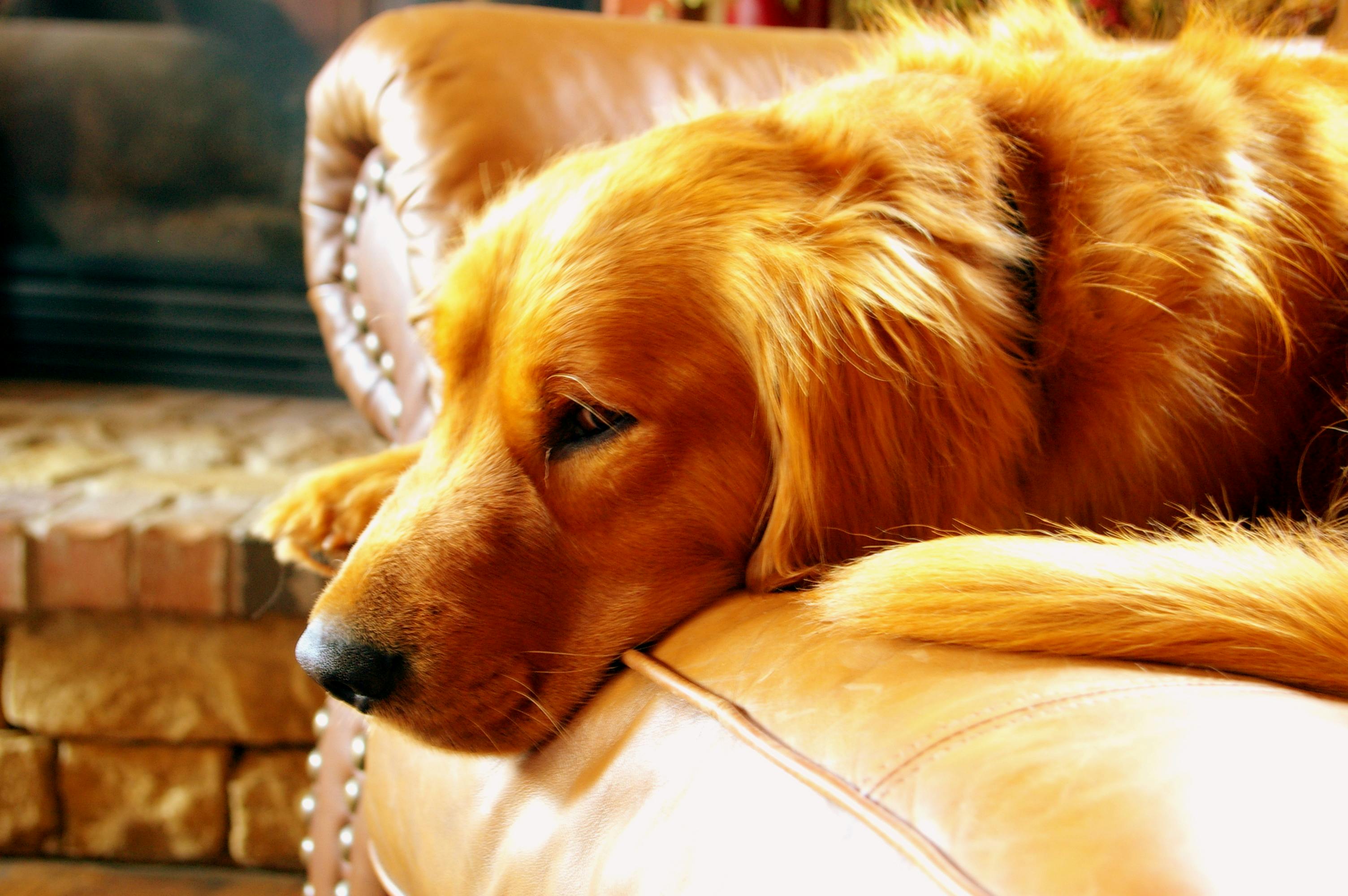3008x2000 Golden Retriever Photo, Download