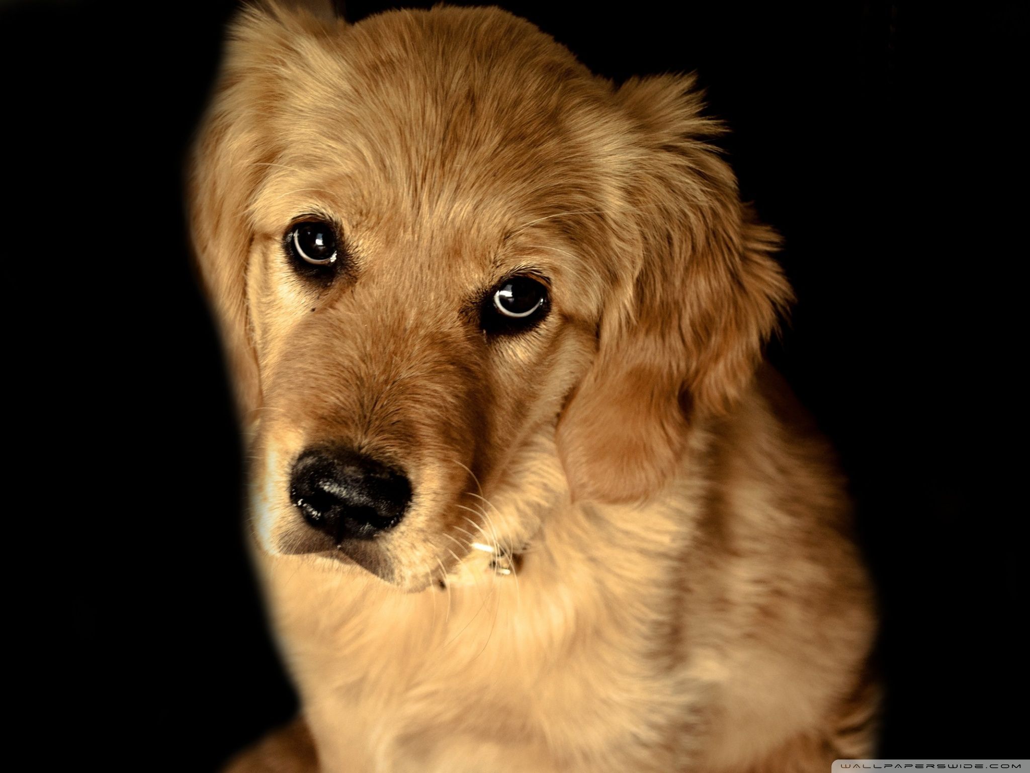 2048x1536 Golden Retriever Dog Ultra HD Desktop