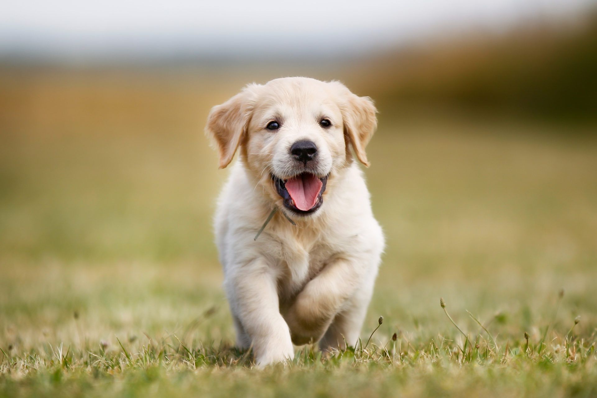 1920x1280 My Golden Retriever HD Wallpaper New