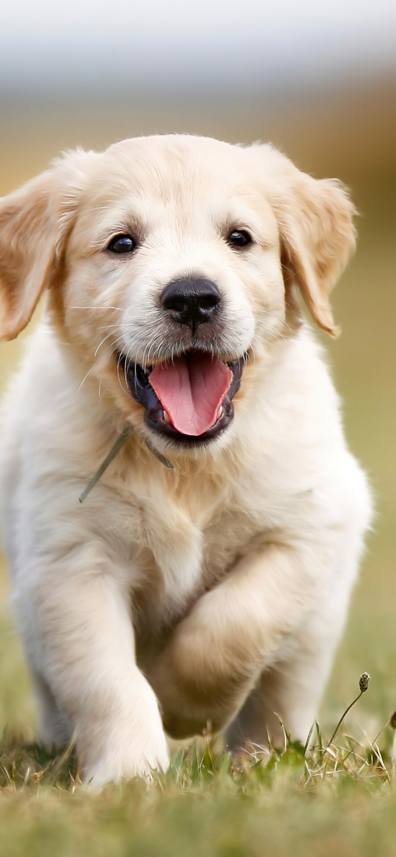 1284x2778 Golden Retriever Wallpaper 4K, Puppy