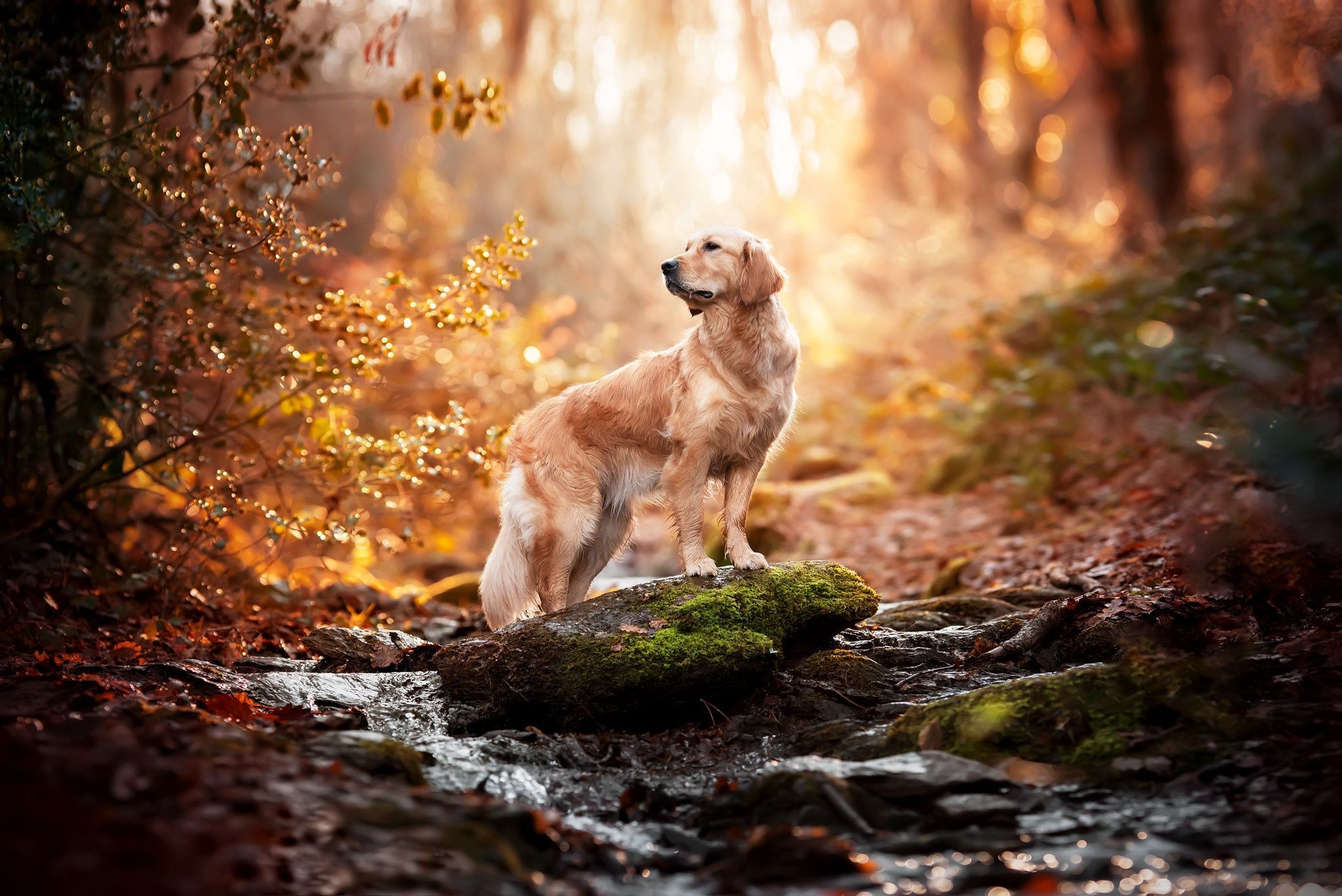 2048x1367 Animal Golden Retriever HD Wallpaper