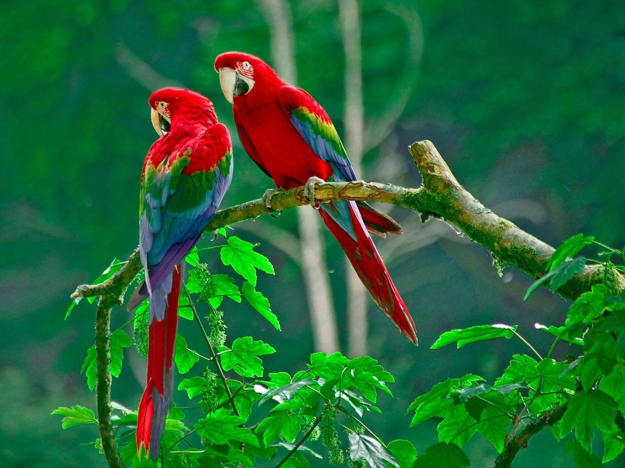 2048x1536 Parrots Wallpaper