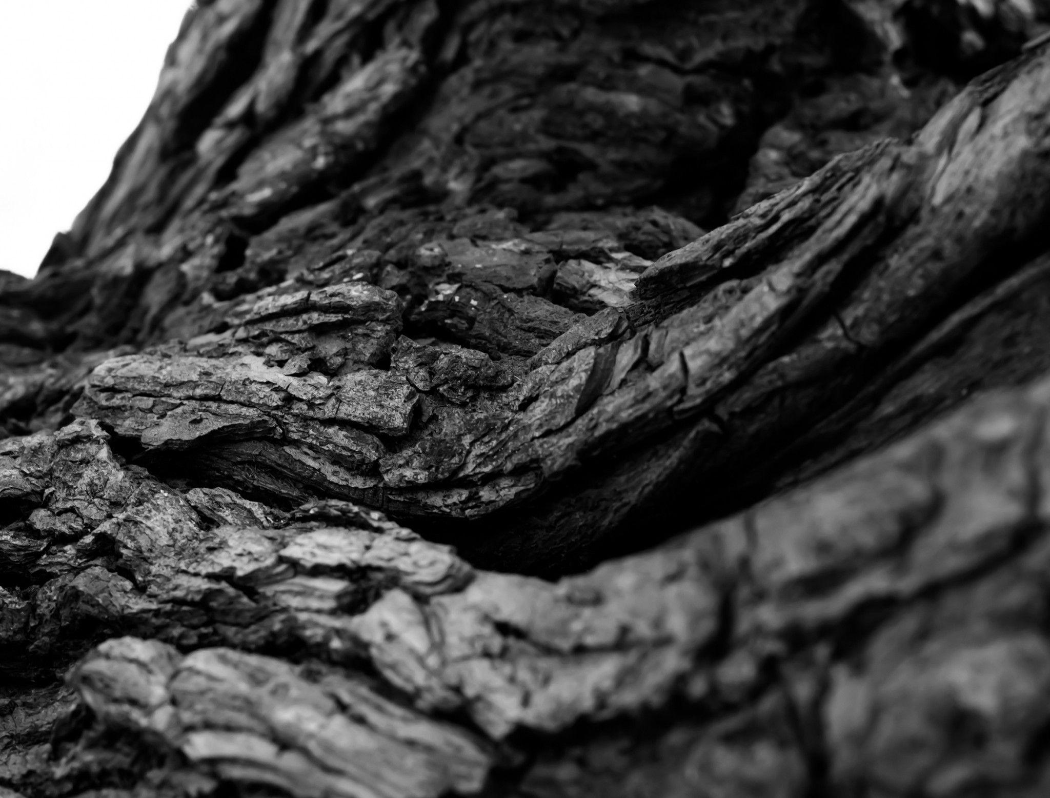2048x1556 Download 2048x1556 Tree Bark, Root, Monochrome Wallpaper