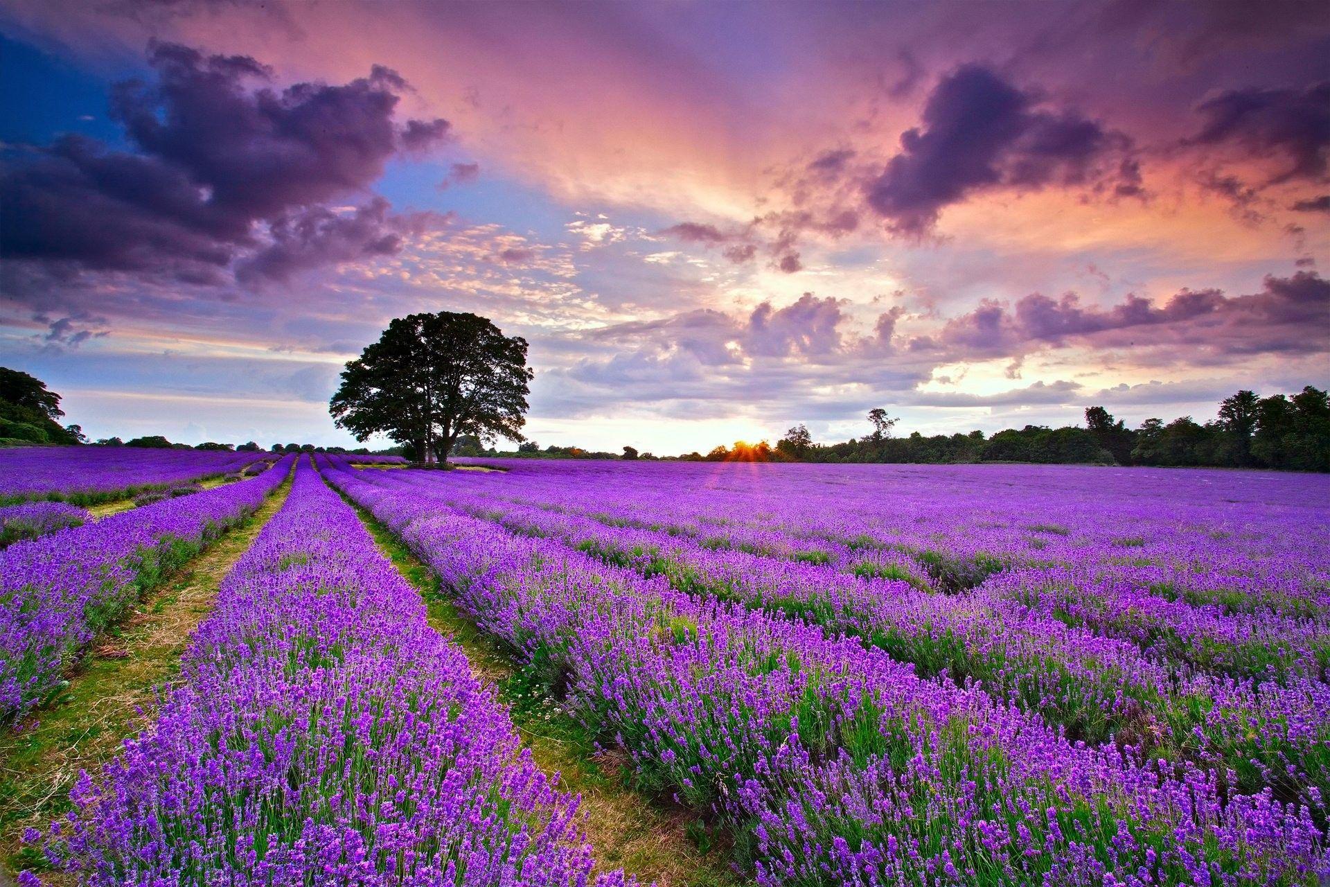 1920x1280 Landscapes: Field England Flowers Lavender Landscape Nature
