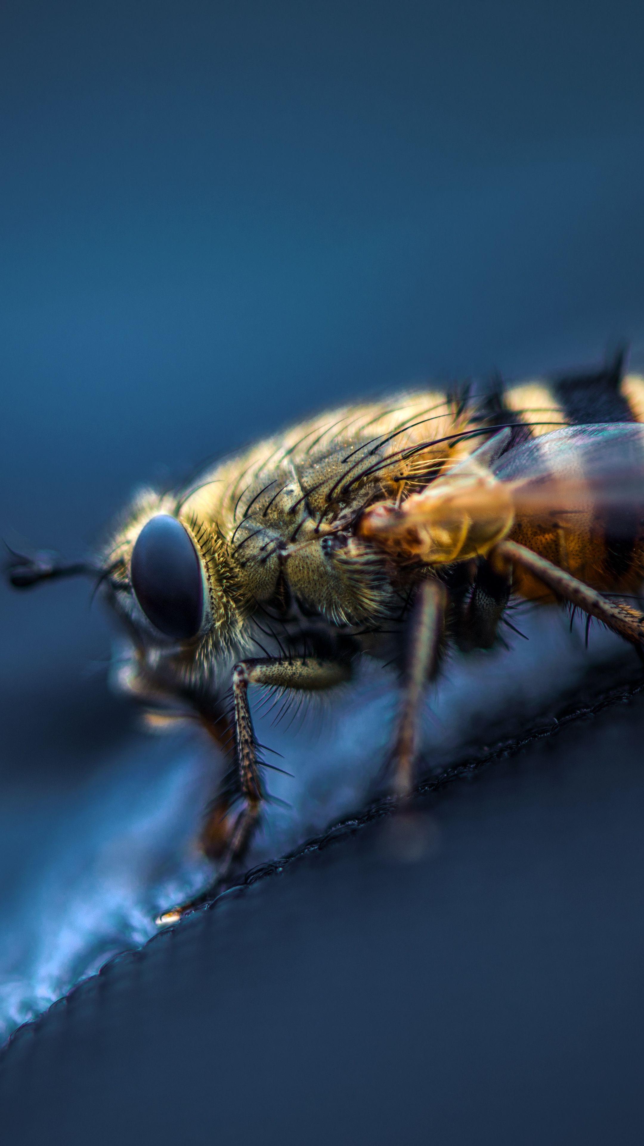 2160x3840 Download wallpaper 2160x3840 fly, insect, macro, eyes, wings