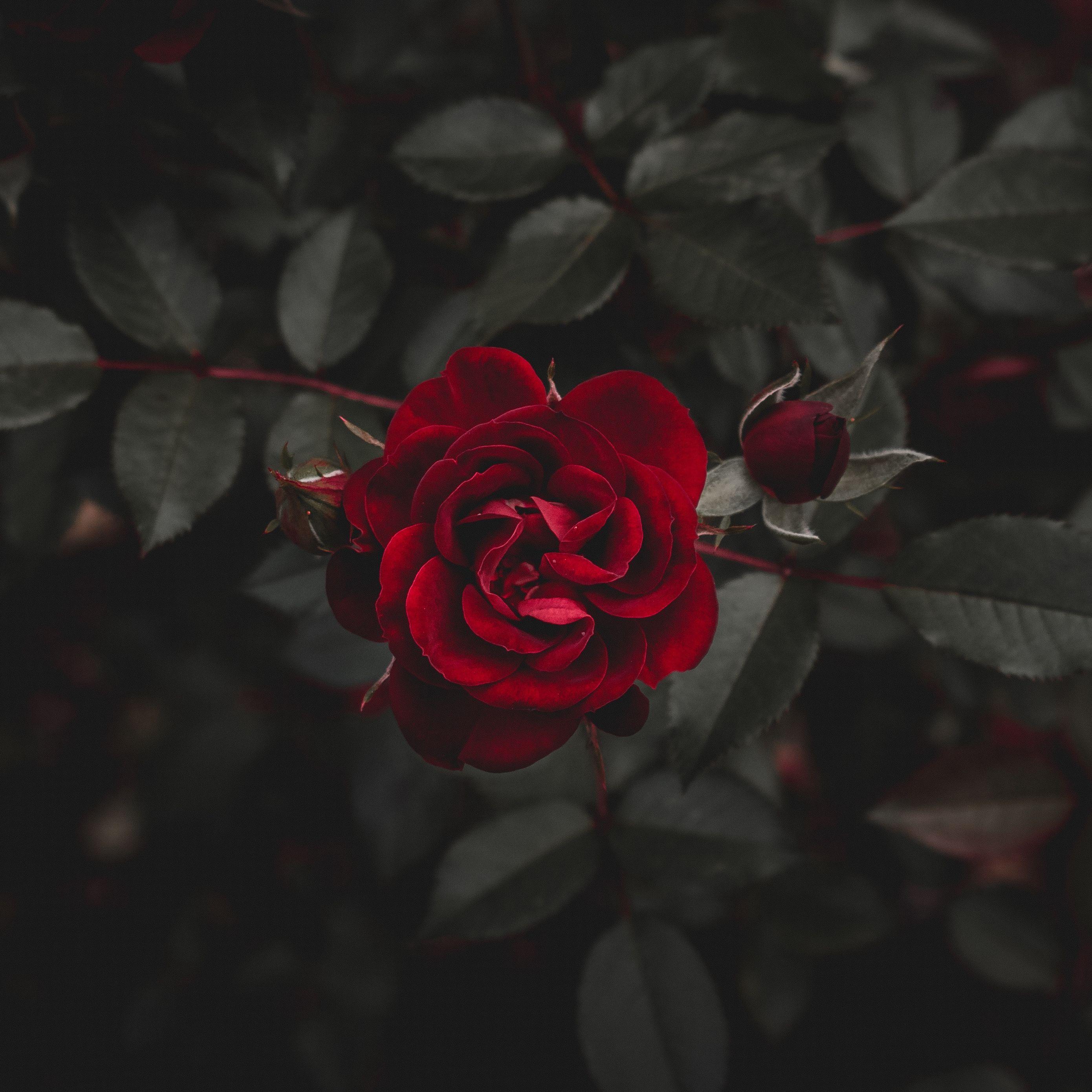 2780x2780 Wallpaper