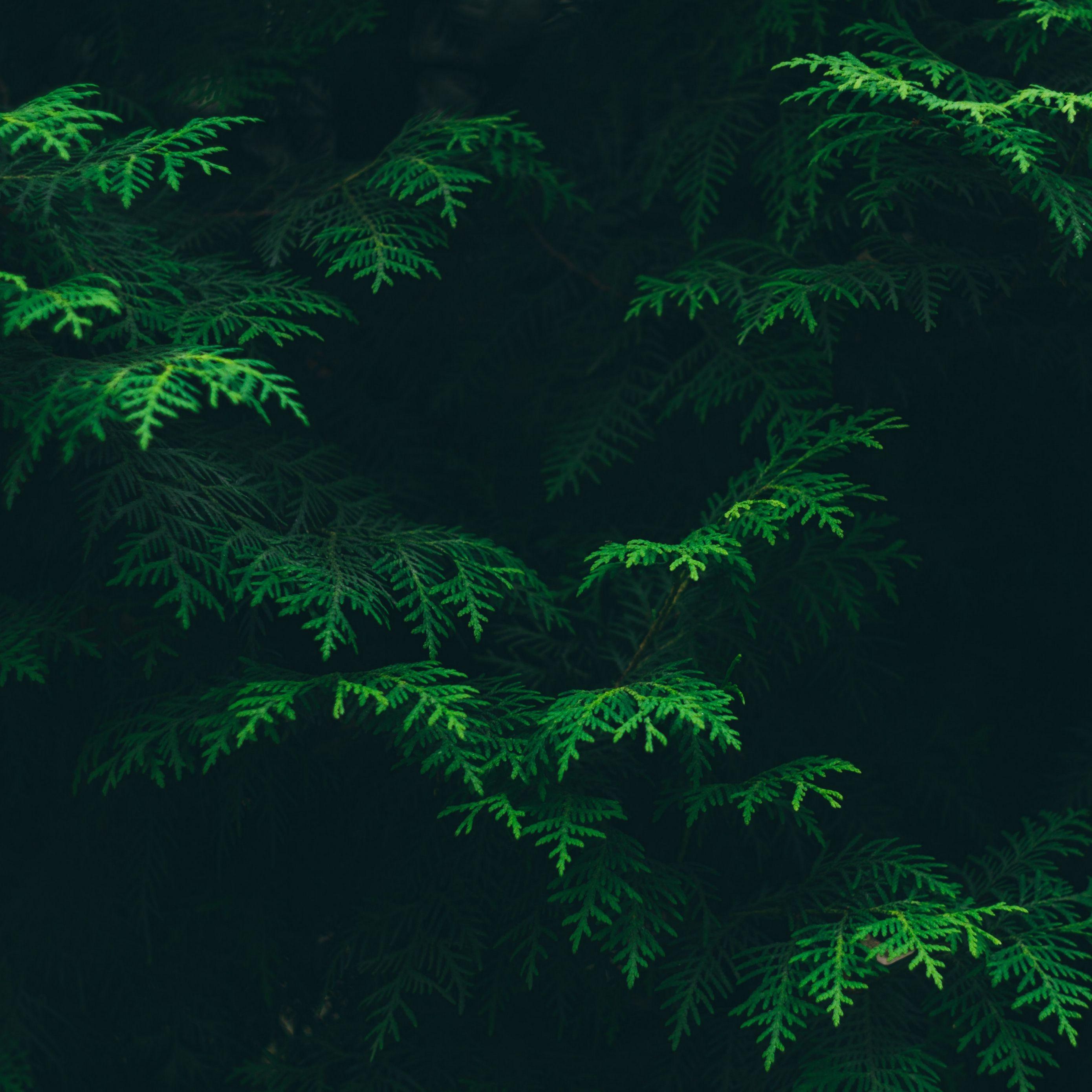 2780x2780 Wallpaper