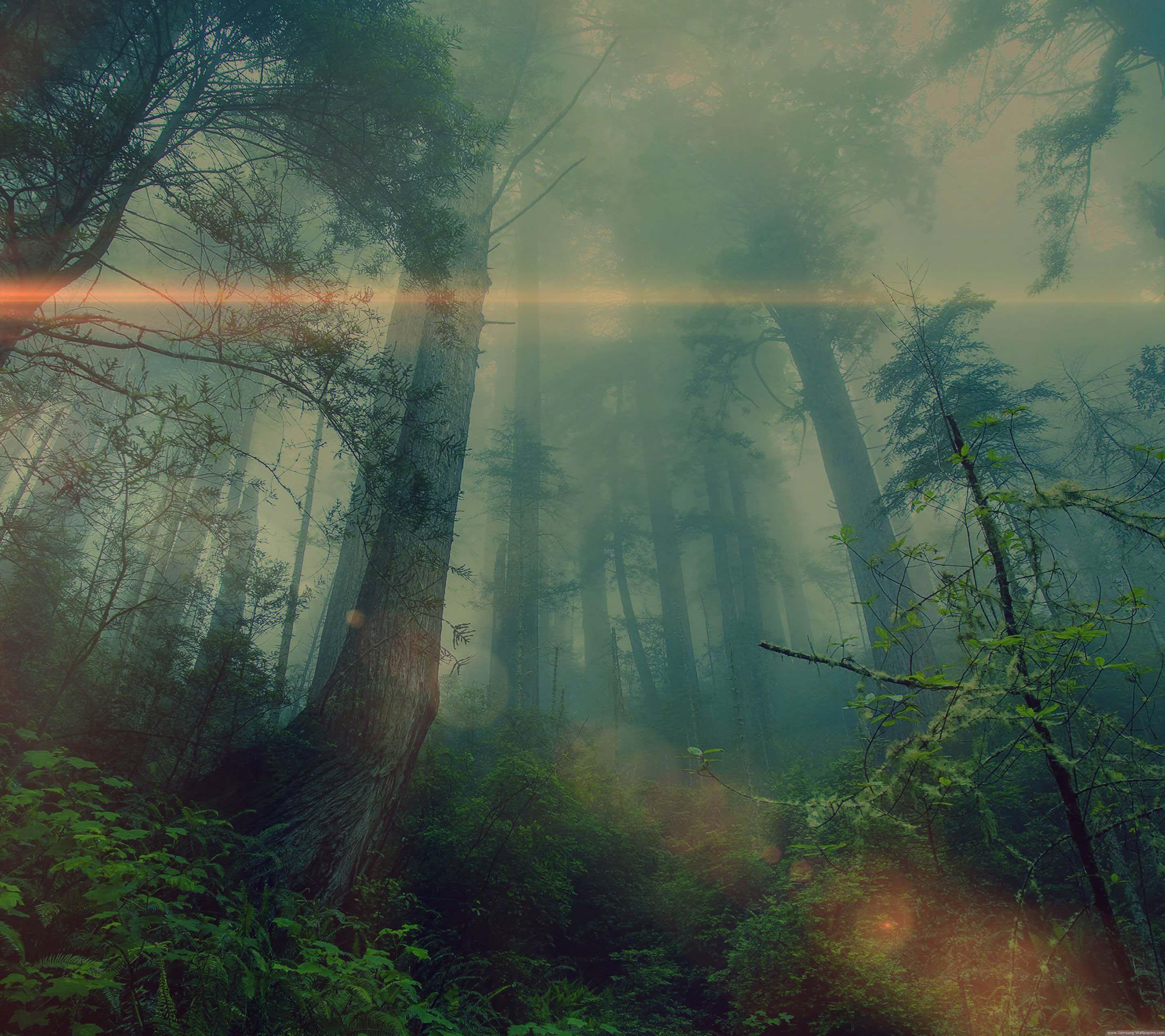 2880x2560 Forest Fog Nature Stock 2880x2560 Samsung Galaxy Note 4