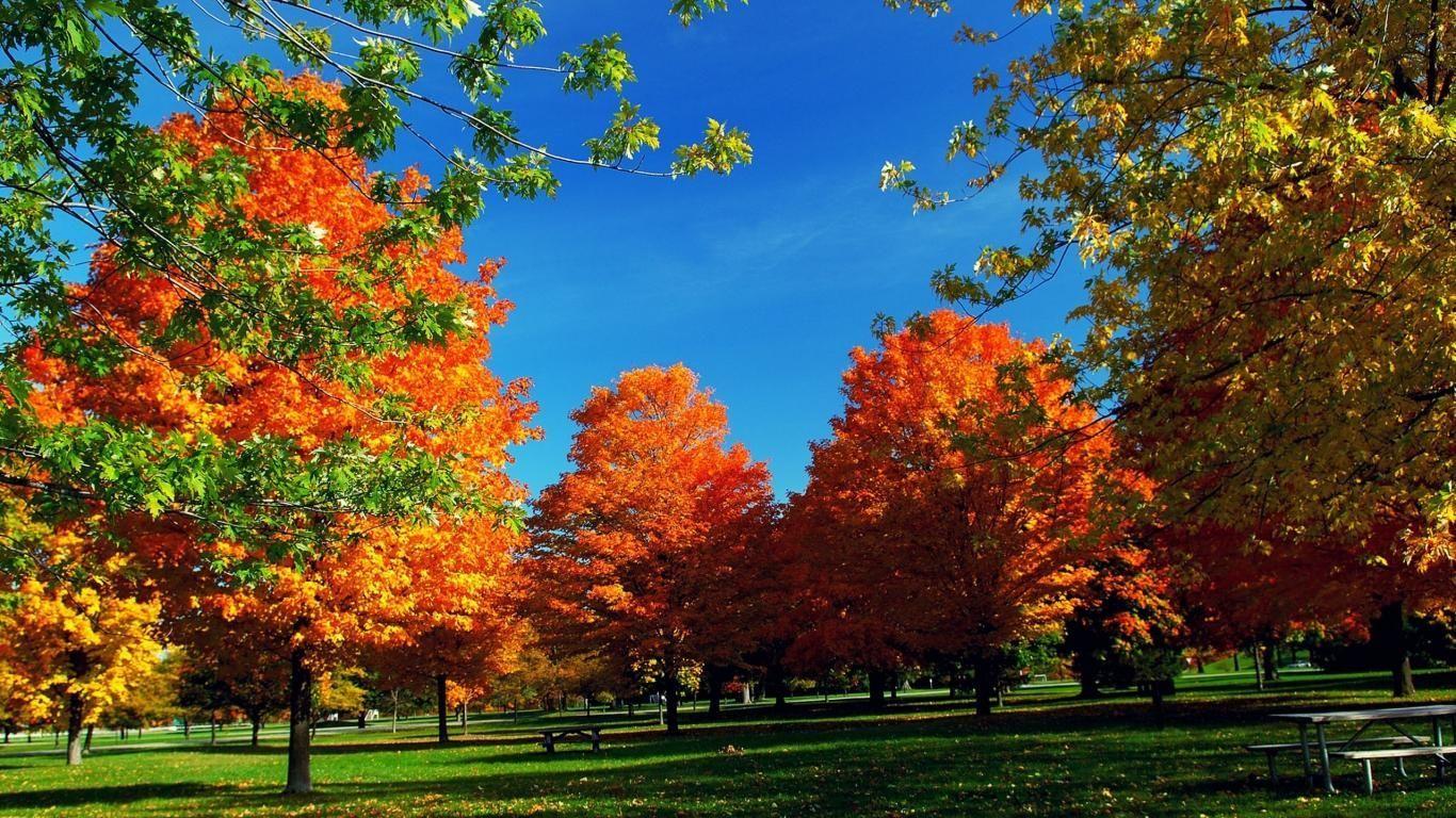 1366x768 Free Fall Landscape Background. Sunshine Autumn England Landscape
