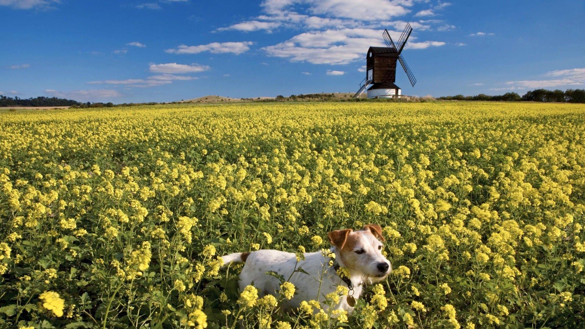 1920x1080 Wallpaper Catalogue.com Wallpaper Windmill
