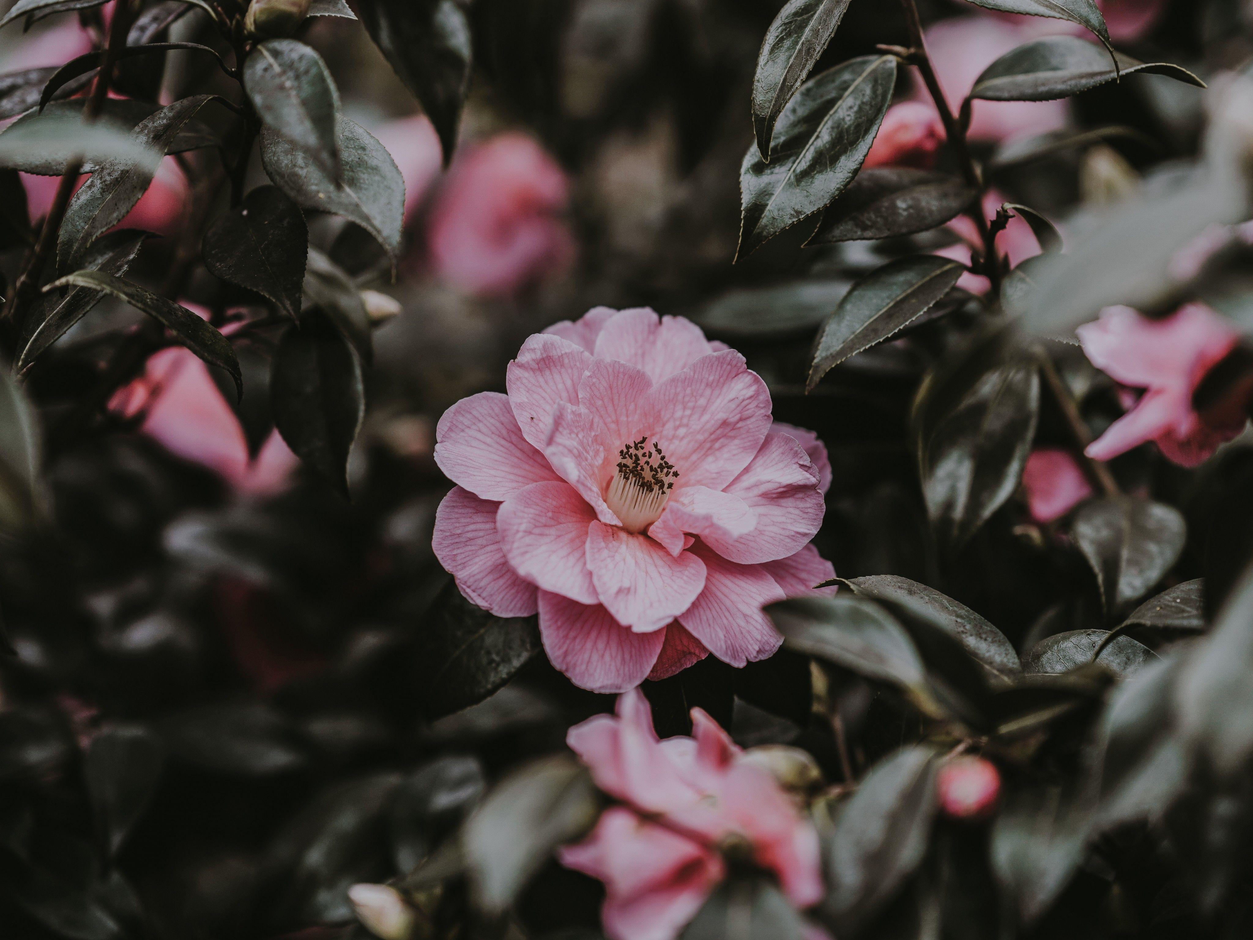 4096x3072 Wallpaper Wild rose, Flower, Bush, Pink 4096x3072
