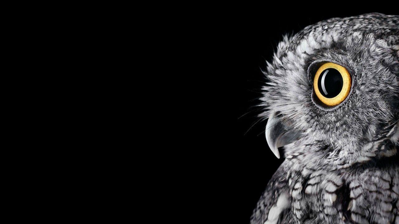 1280x720 Wallpaper Owl, HD, 4K, Animals / Editor's Picks
