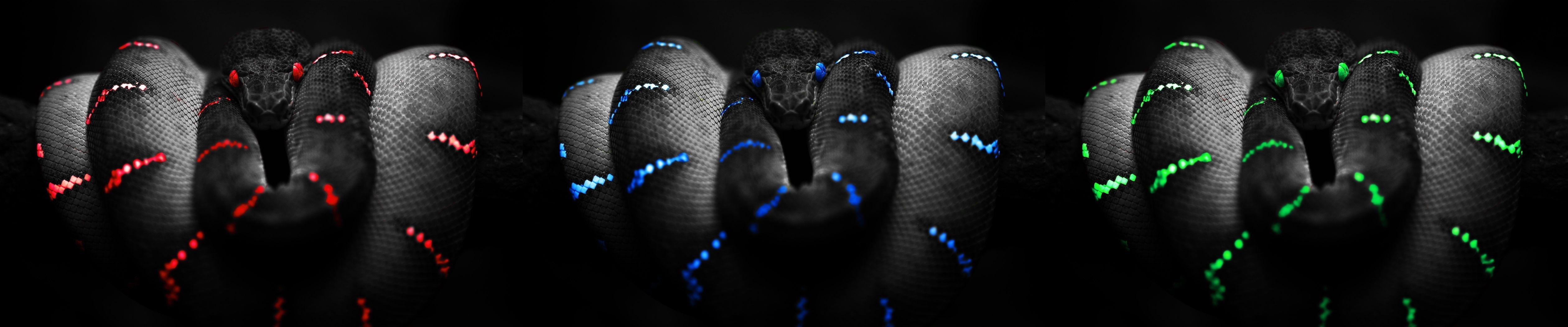 5040x1050 art rainbow of snakes 5040x1050 5040x1050 wallpaper High