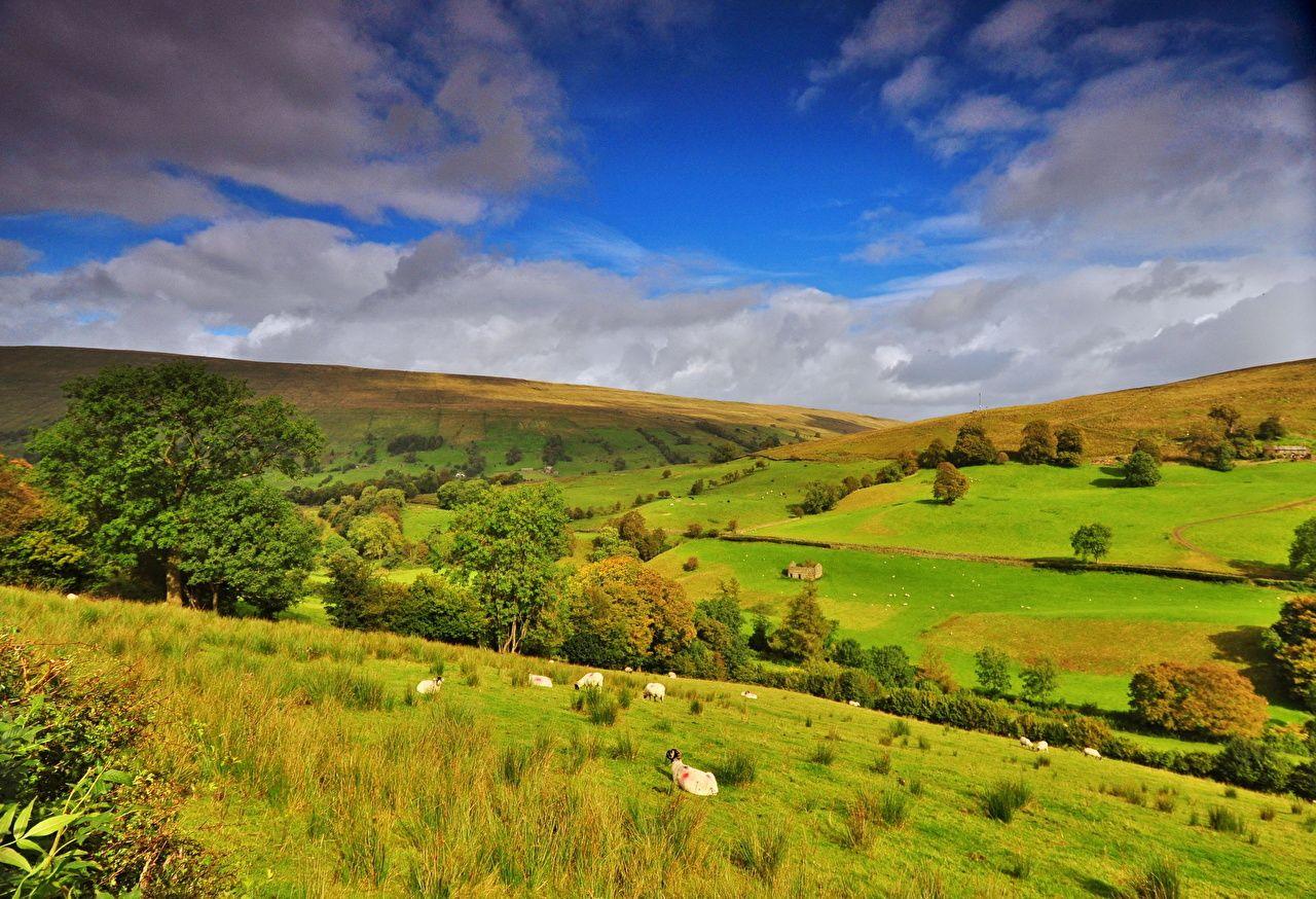 England Landscape : England, heather flowers, hills, trees, sunset