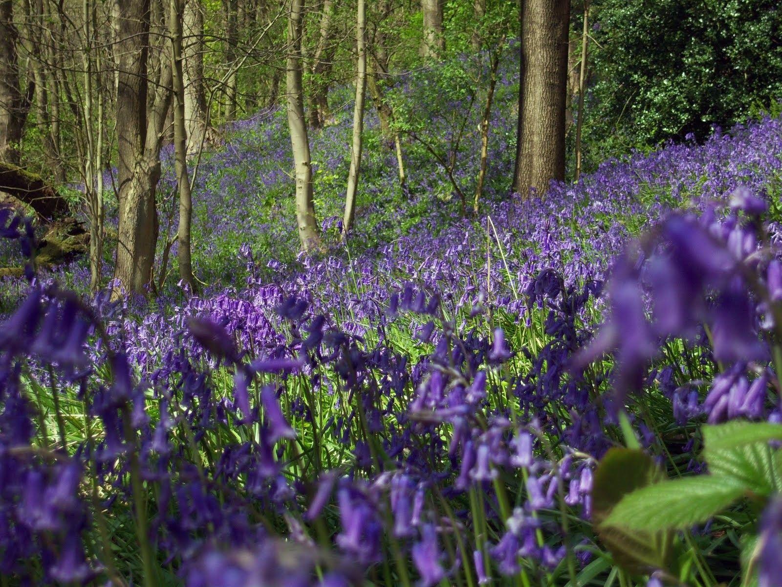 1600x1200 Forest Nature Bluebell England Landscape Wallpaper Tropical Forest