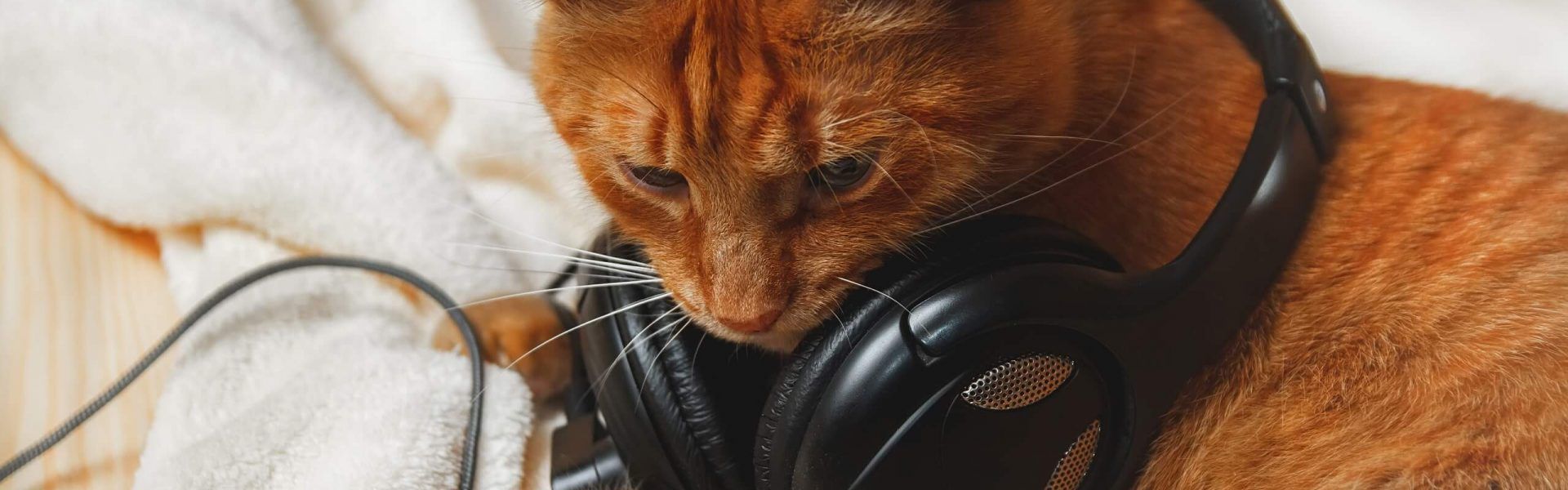 Cat Music Wallpapers - Top Free Cat Music Backgrounds - WallpaperAccess