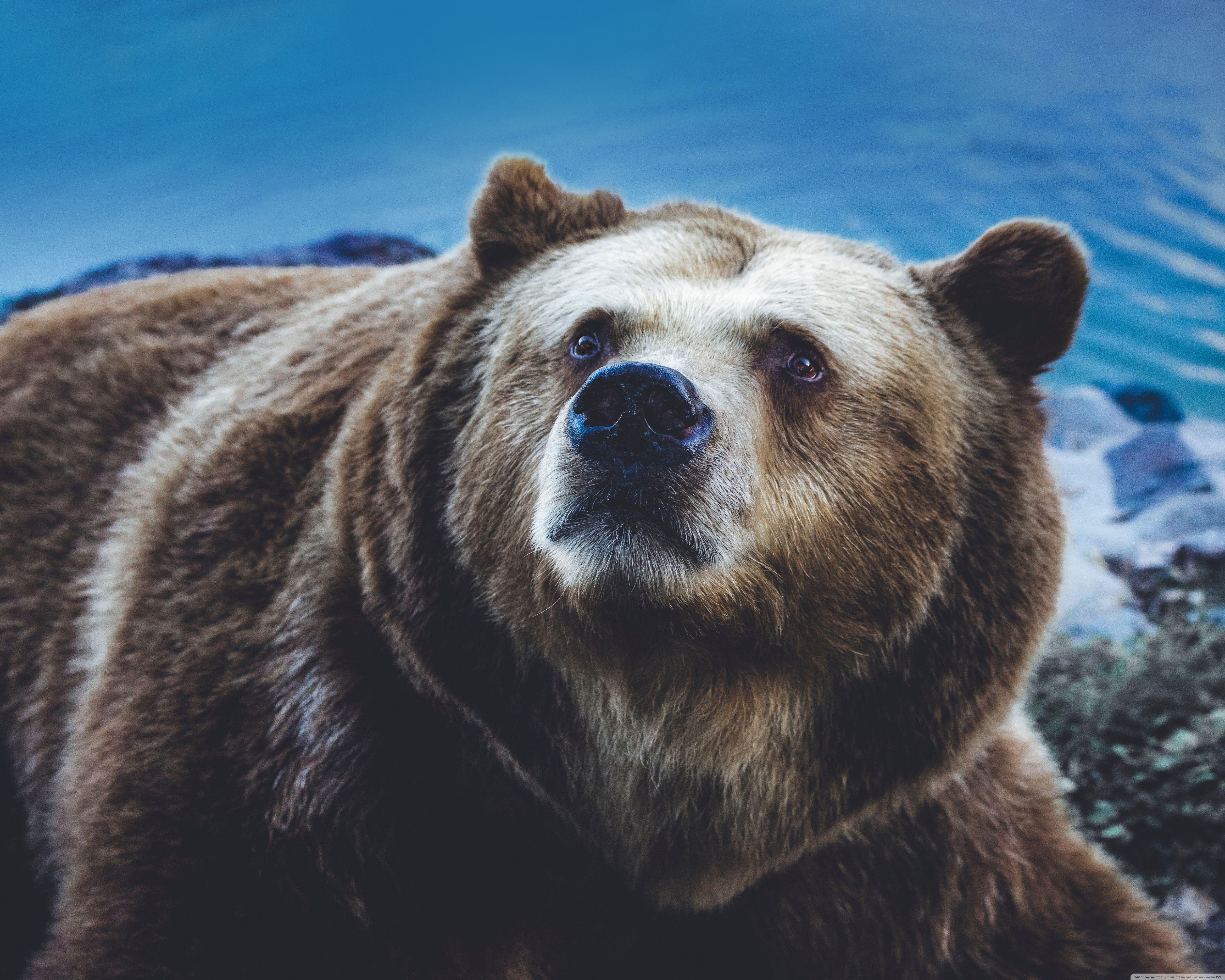 5120x4096 Big Brown Bear Wild Animal ❤ 4K HD Desktop Wallpaper for 4K