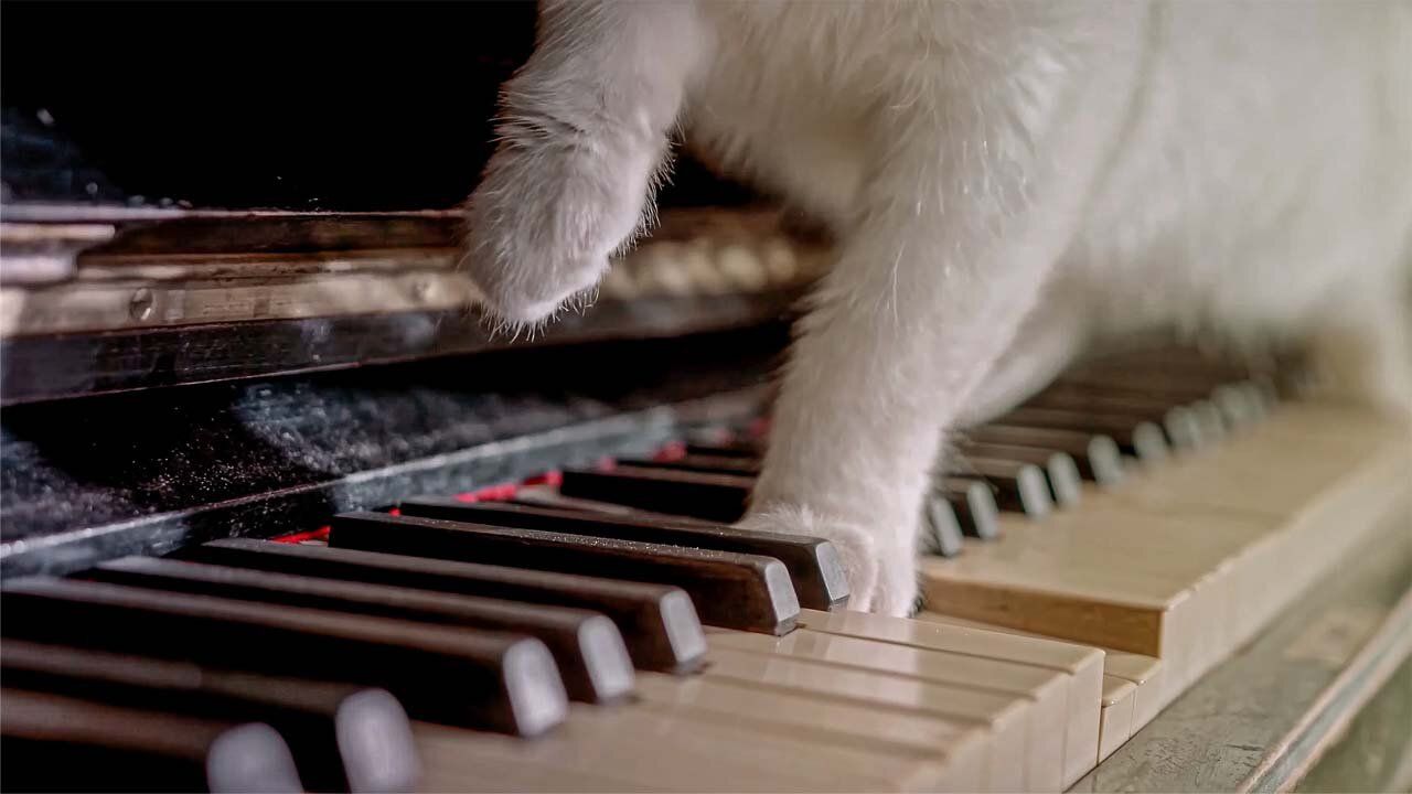 Cat Music Wallpapers Top Free Cat Music Backgrounds WallpaperAccess