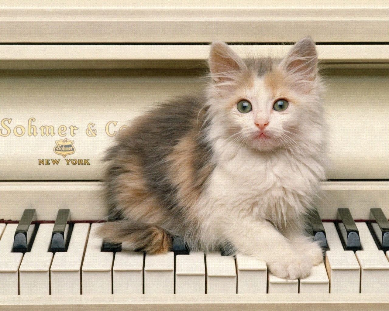 Cat Music Wallpapers - Top Free Cat Music Backgrounds - WallpaperAccess