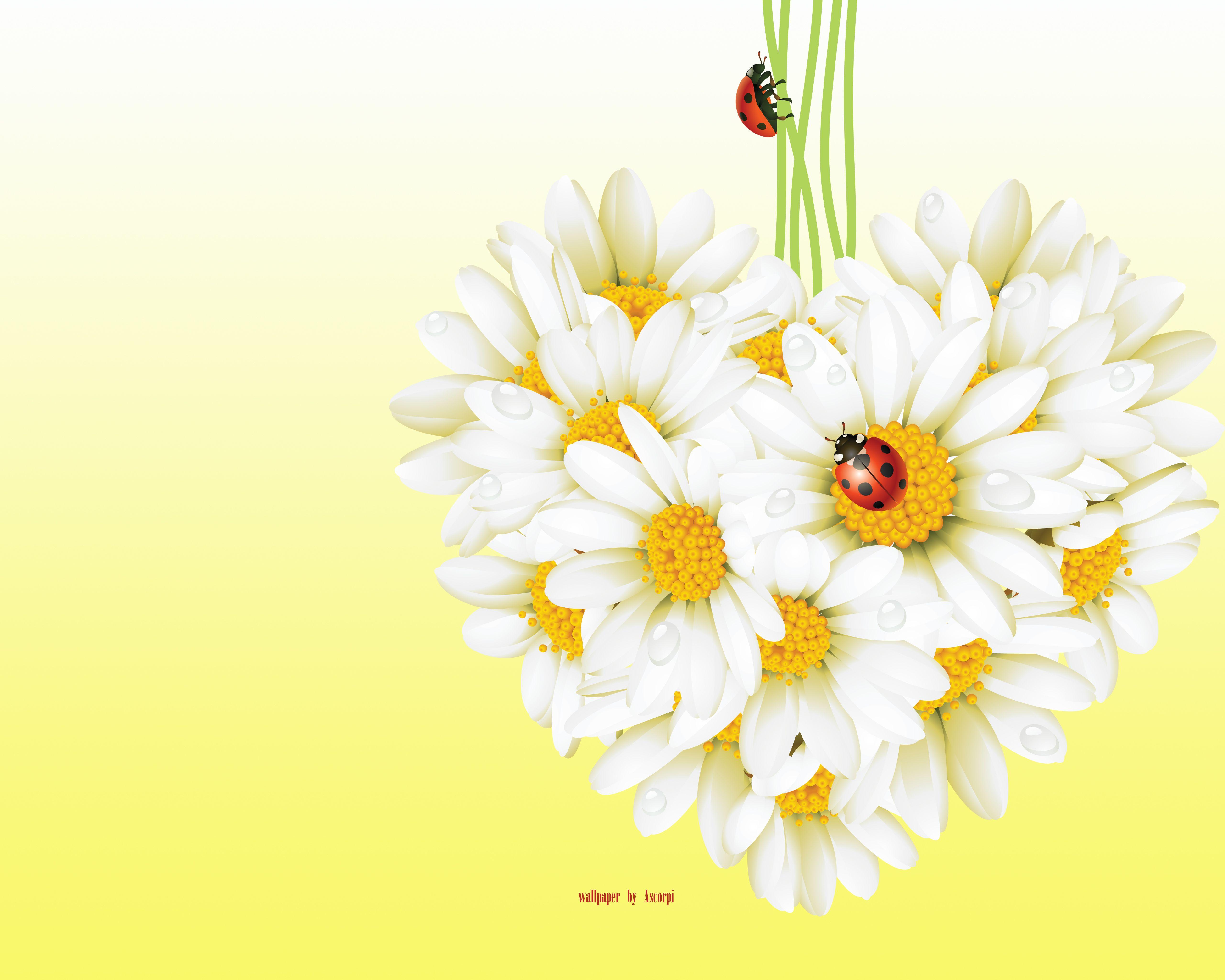 5120x4096 Photo Coccinellidae Insects Heart Flowers matricaria 5120x4096