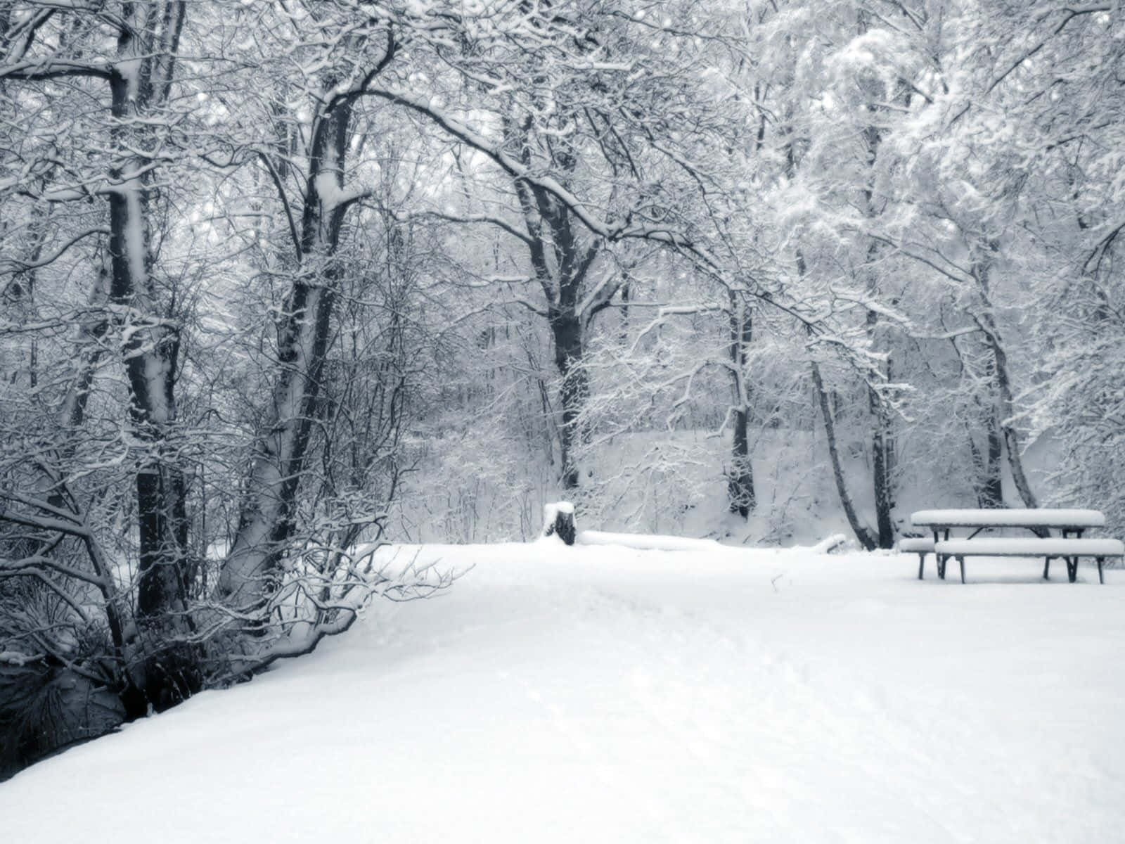 1600x1200 Best Winter in the Books Wallpaper