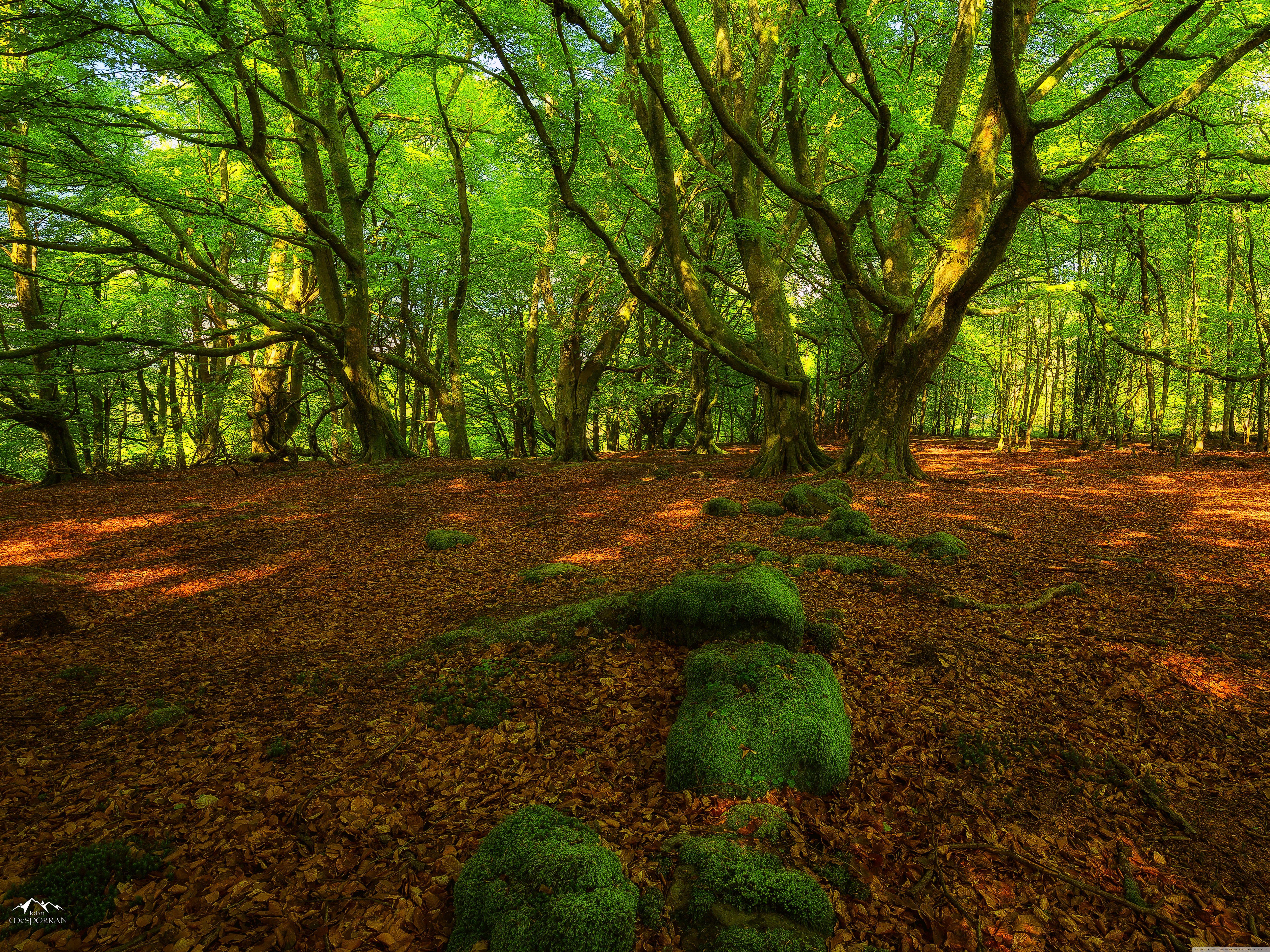 6400x4800 Forest Springtime ❤ 4K HD Desktop Wallpaper for 4K Ultra HD