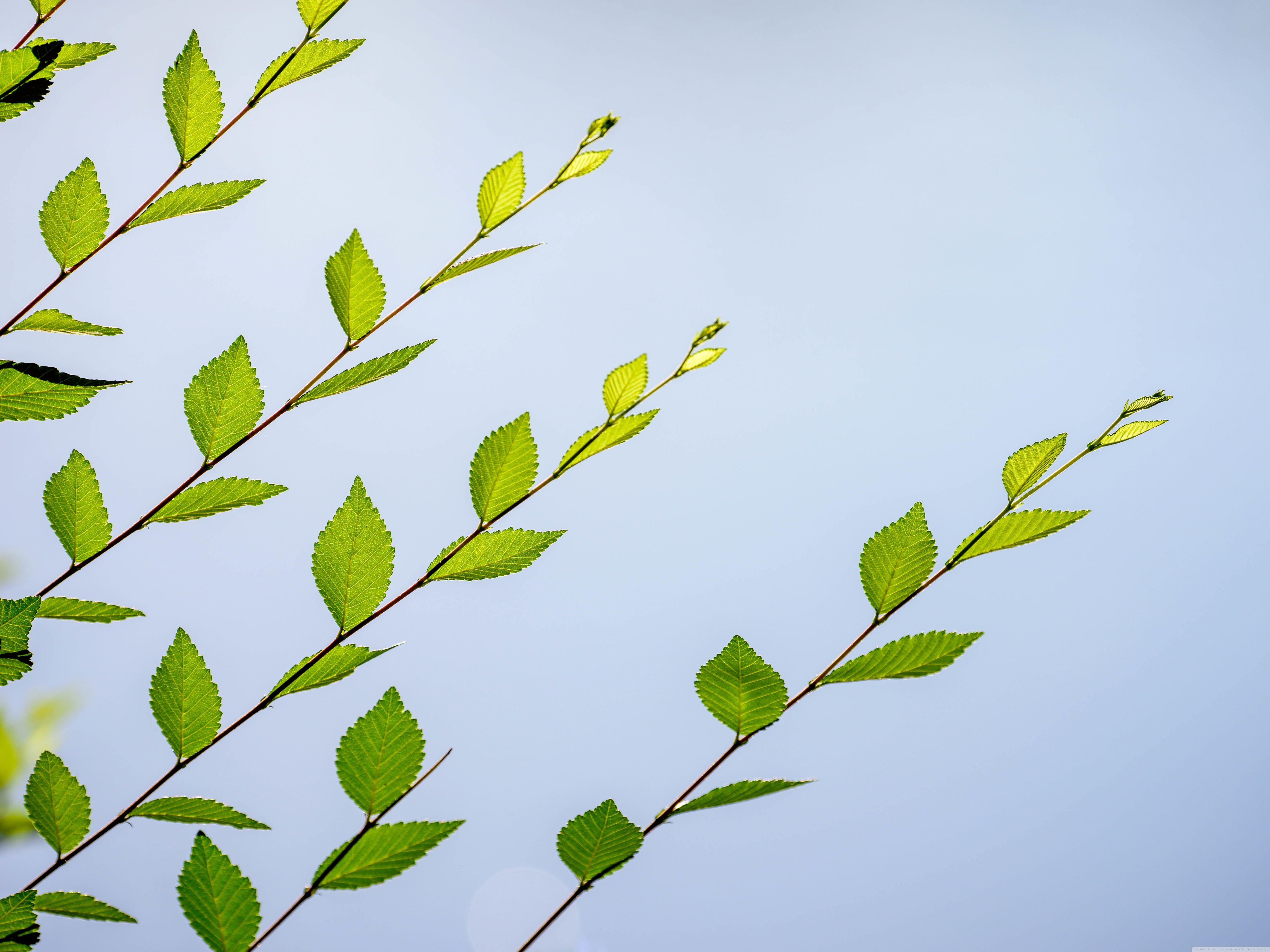 6400x4800 Spring Green Leaves ❤ 4K HD Desktop Wallpaper for 4K Ultra