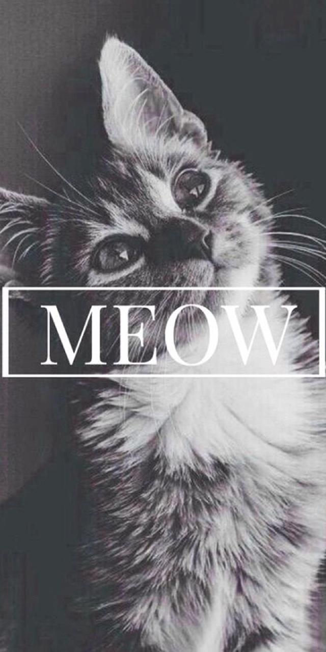 640x1280 Meow Wallpaper