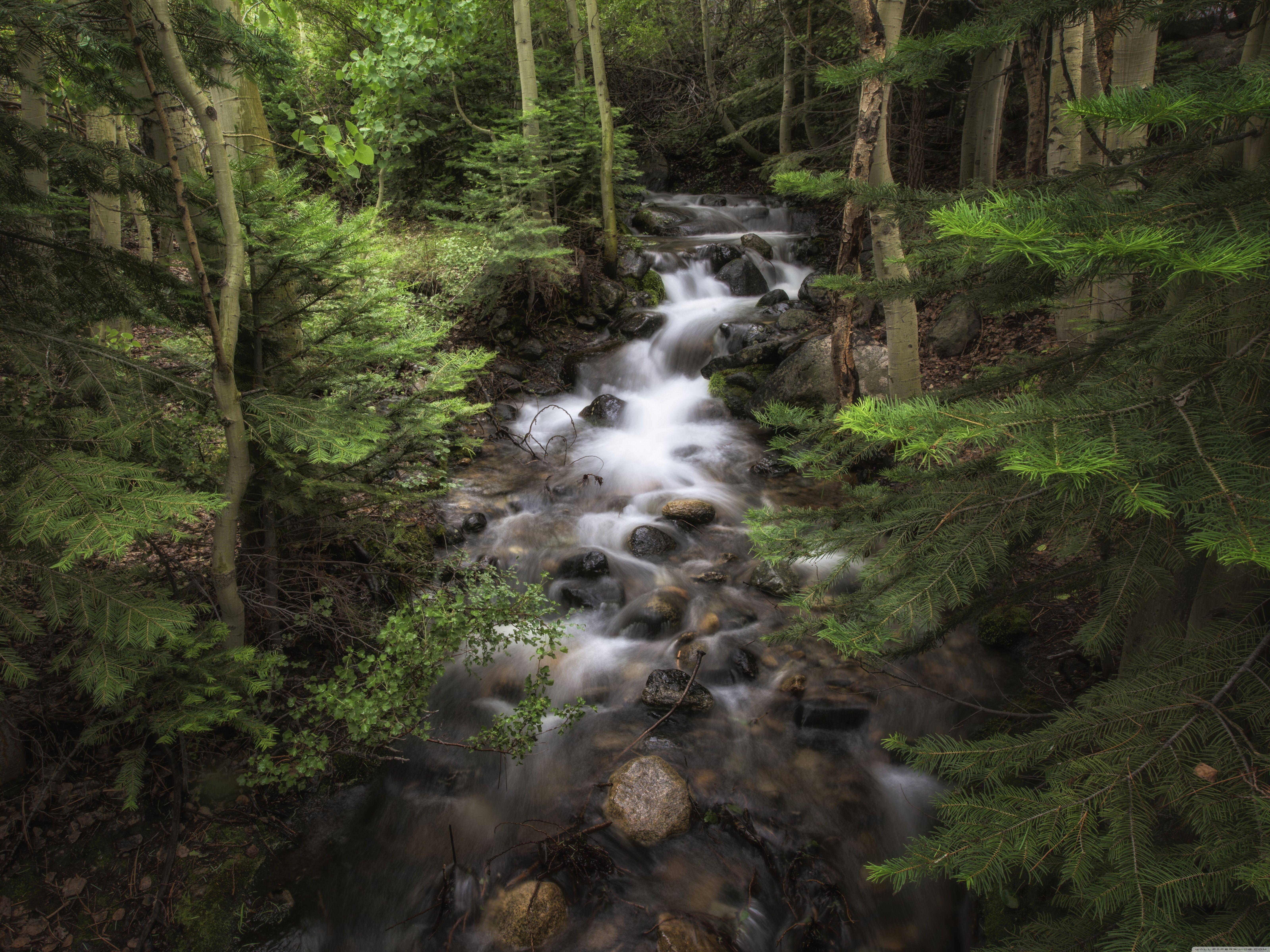 6400x4800 Forest Flowing Water ❤ 4K HD Desktop Wallpaper for 4K Ultra