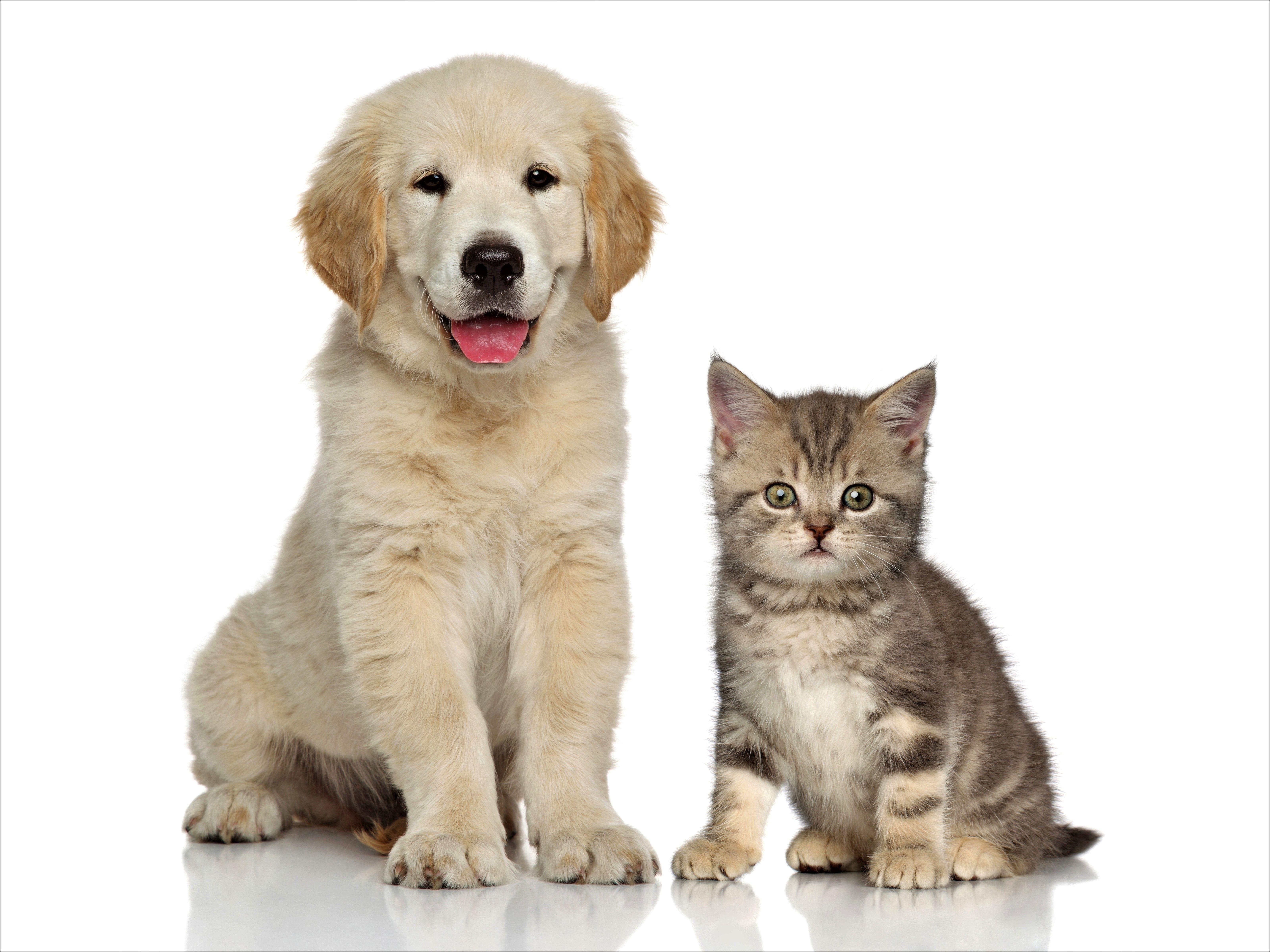 6400x4800 Golden Retriever Puppy and Kitten 5k Retina Ultra HD