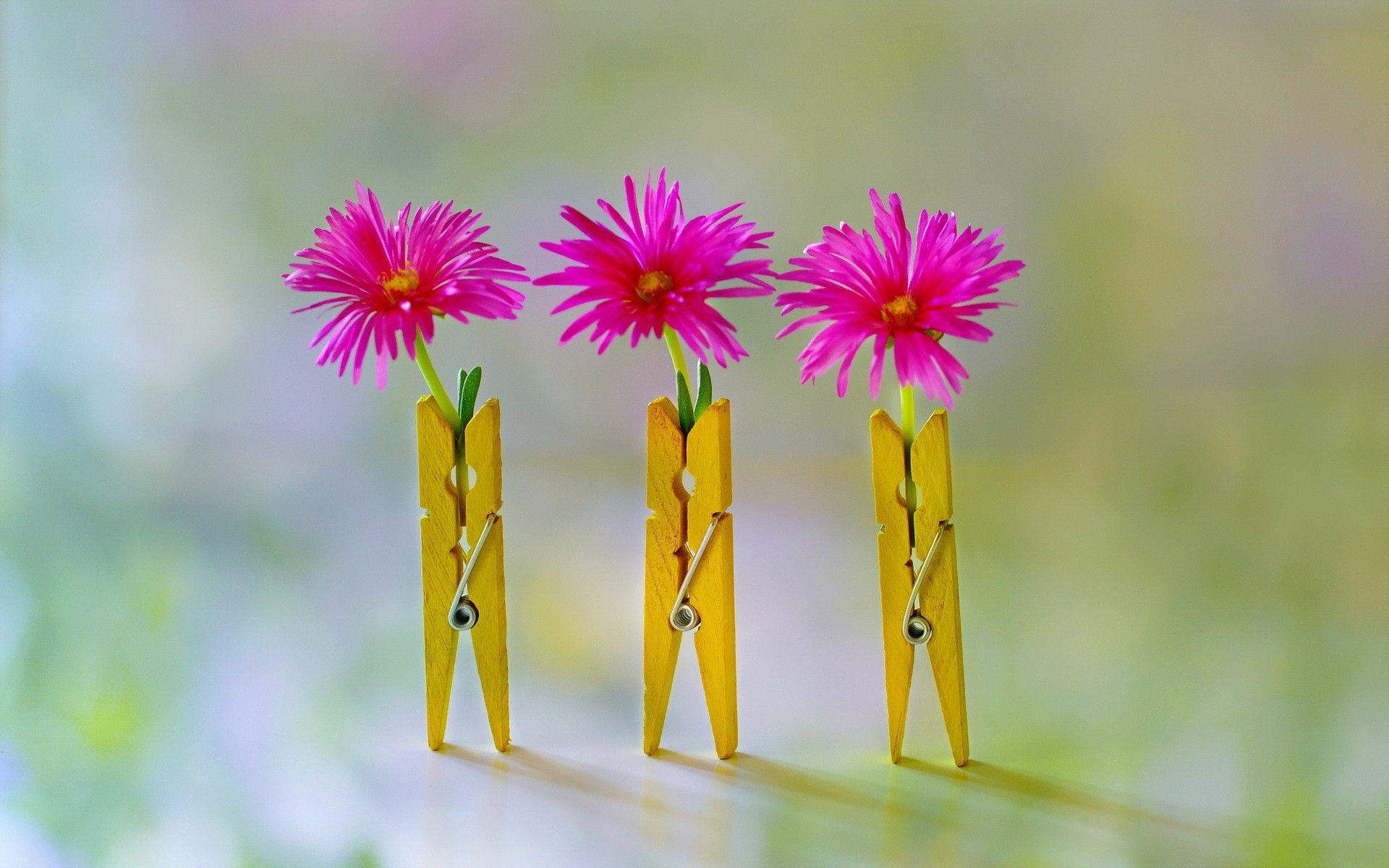 1920x1200 Flower Nature Flowers Pretty Cute Pink Abstract Wallpaper Flower