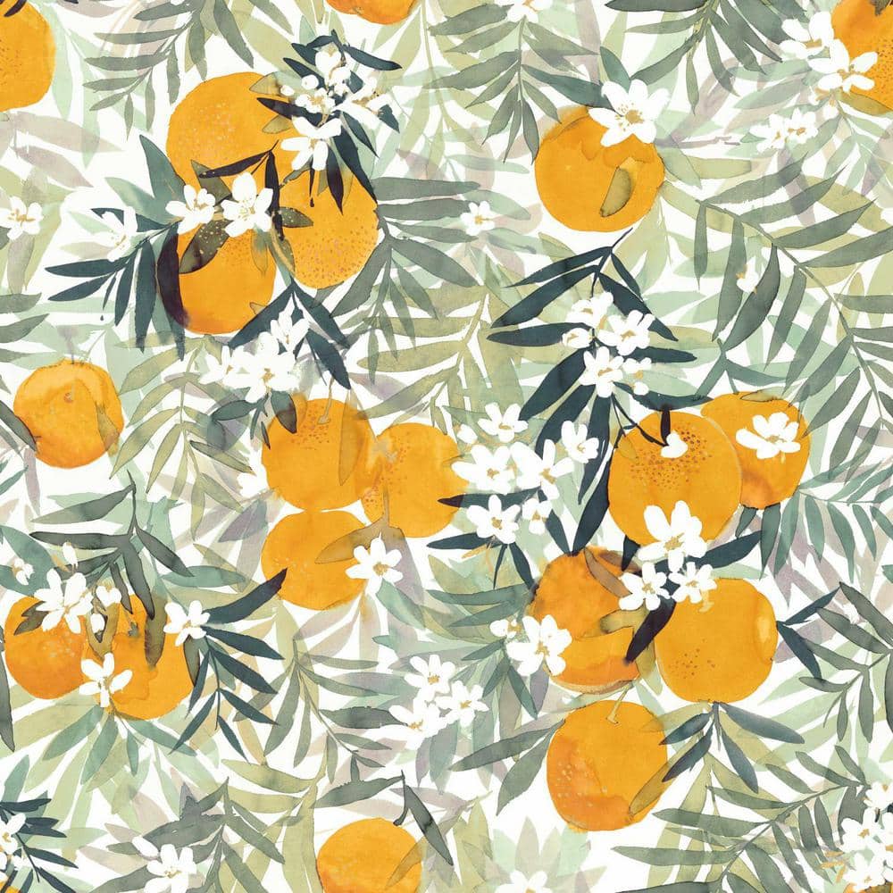 Orange Blossom Wallpapers Top Free Orange Blossom Backgrounds