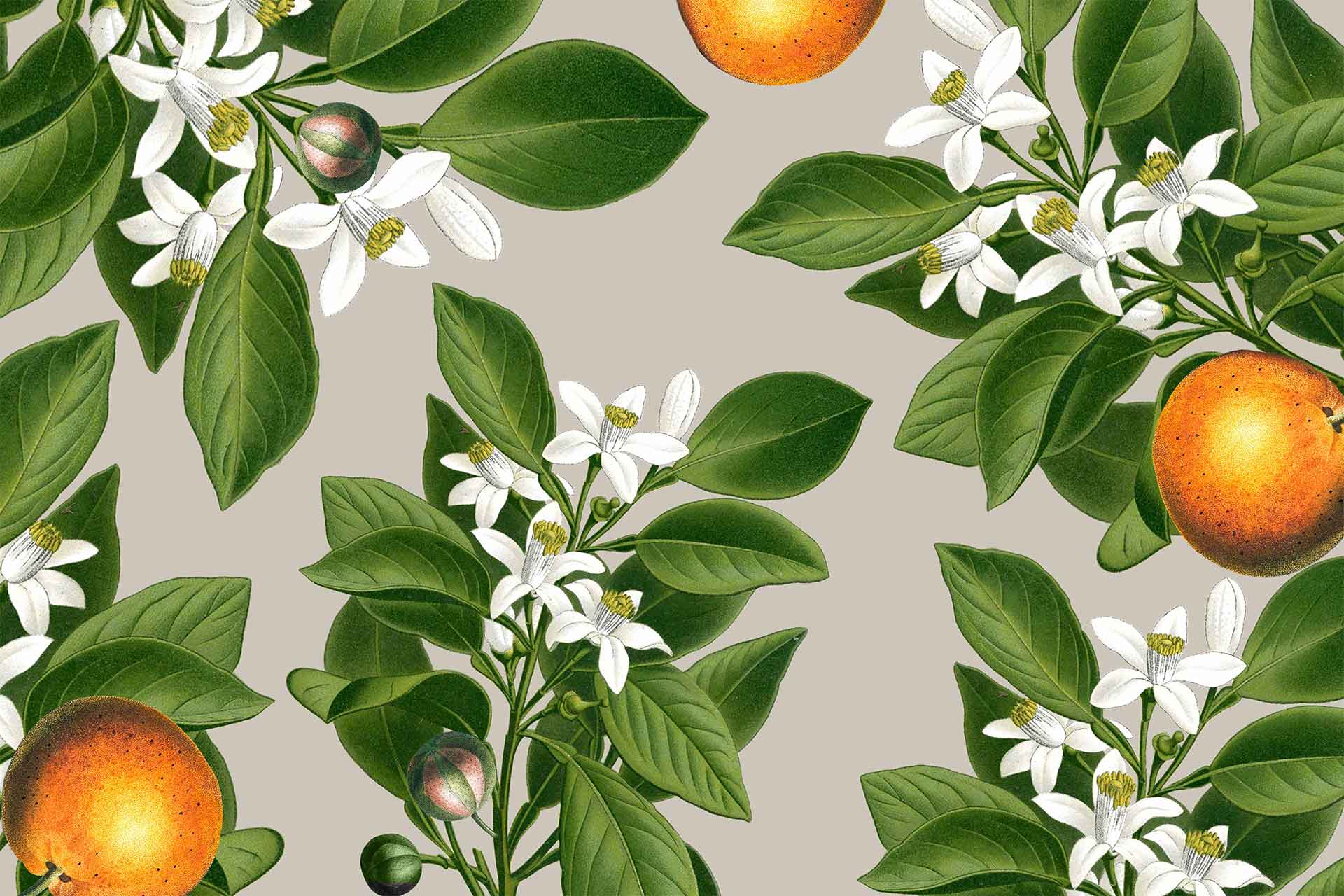 Orange Blossom Wallpapers - Top Free Orange Blossom Backgrounds