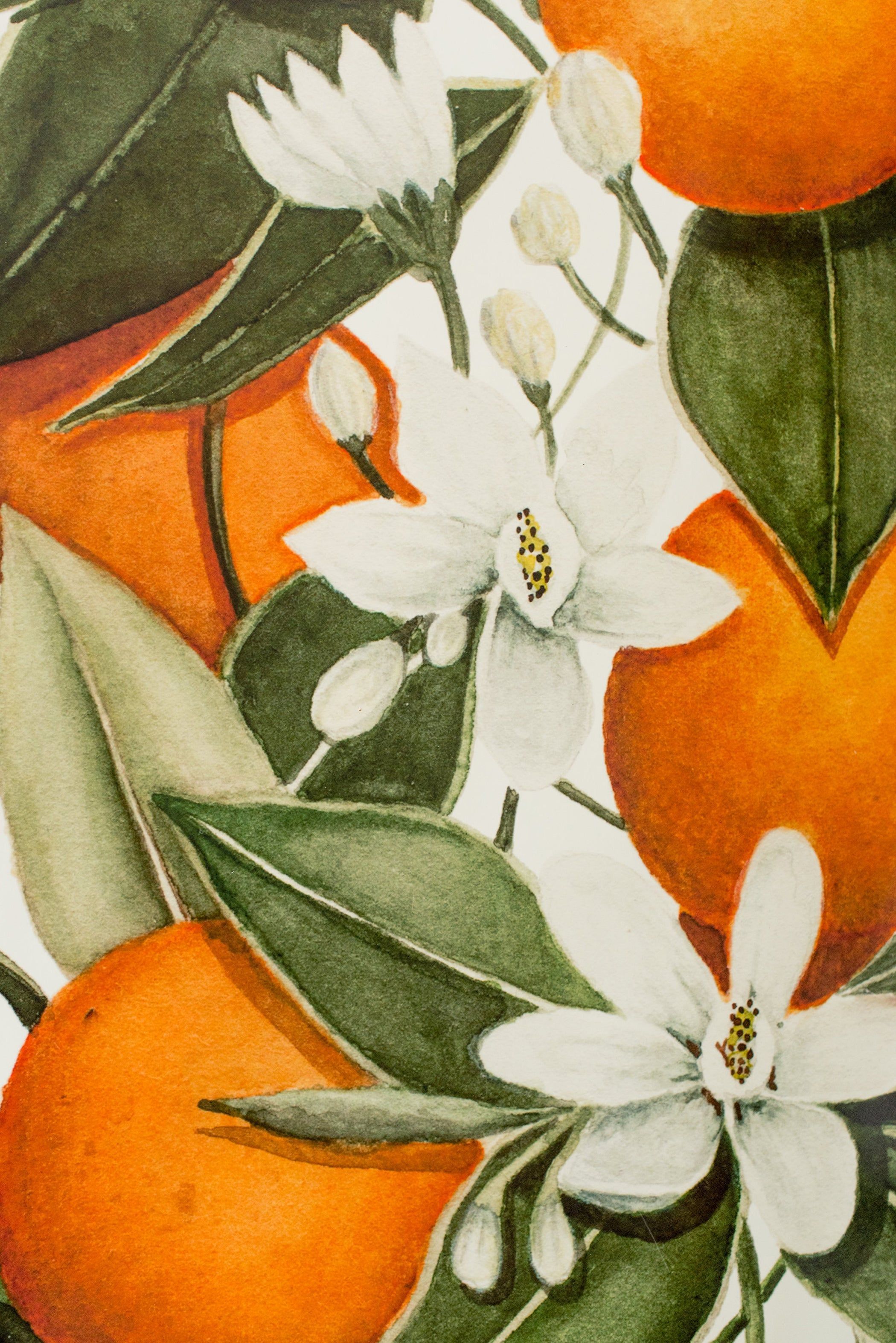 Orange Blossom Wallpapers - Top Free Orange Blossom Backgrounds