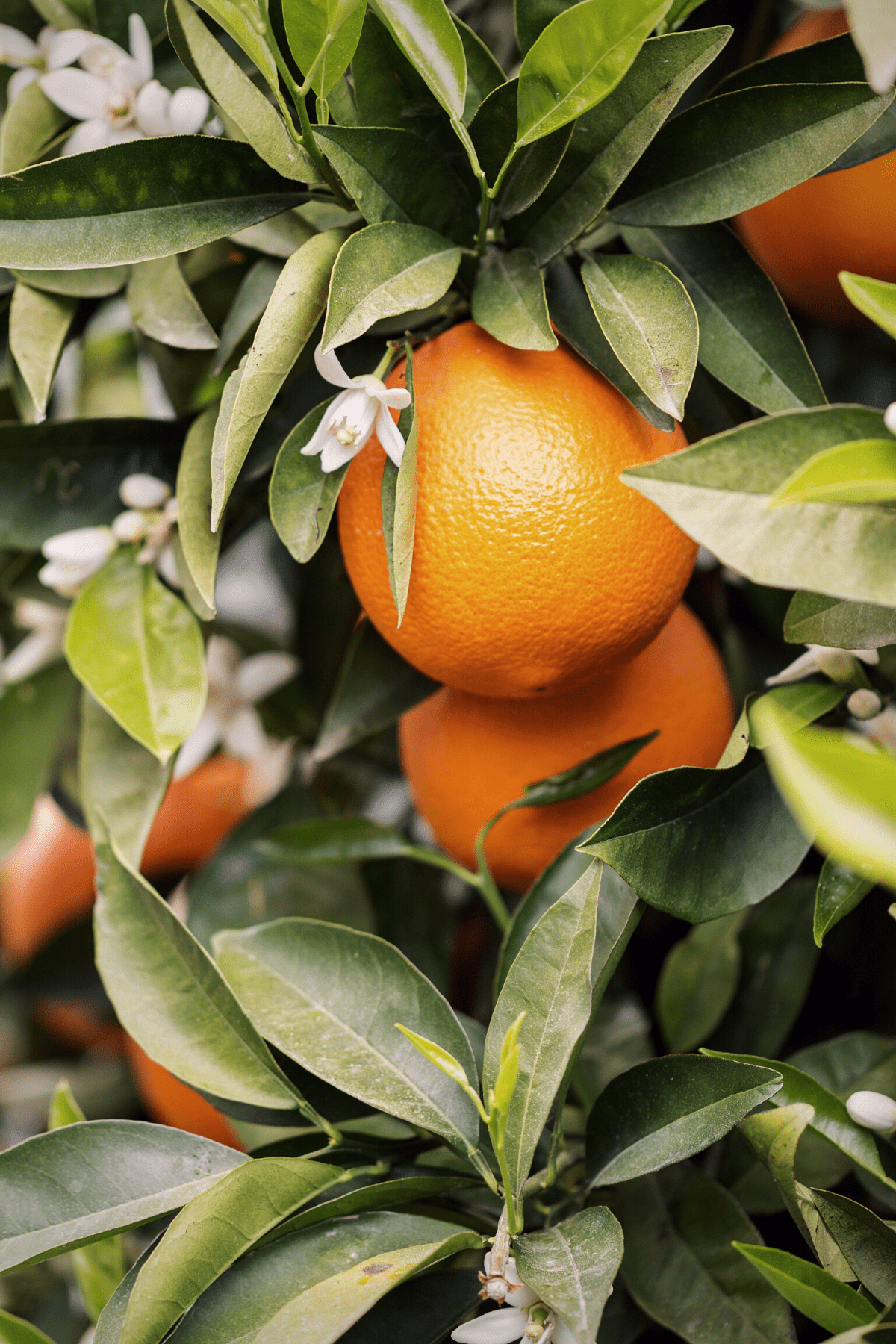 Orange Blossom Wallpapers - Top Free Orange Blossom Backgrounds