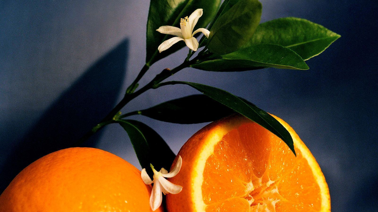 Orange Blossom Wallpapers - Top Free Orange Blossom Backgrounds