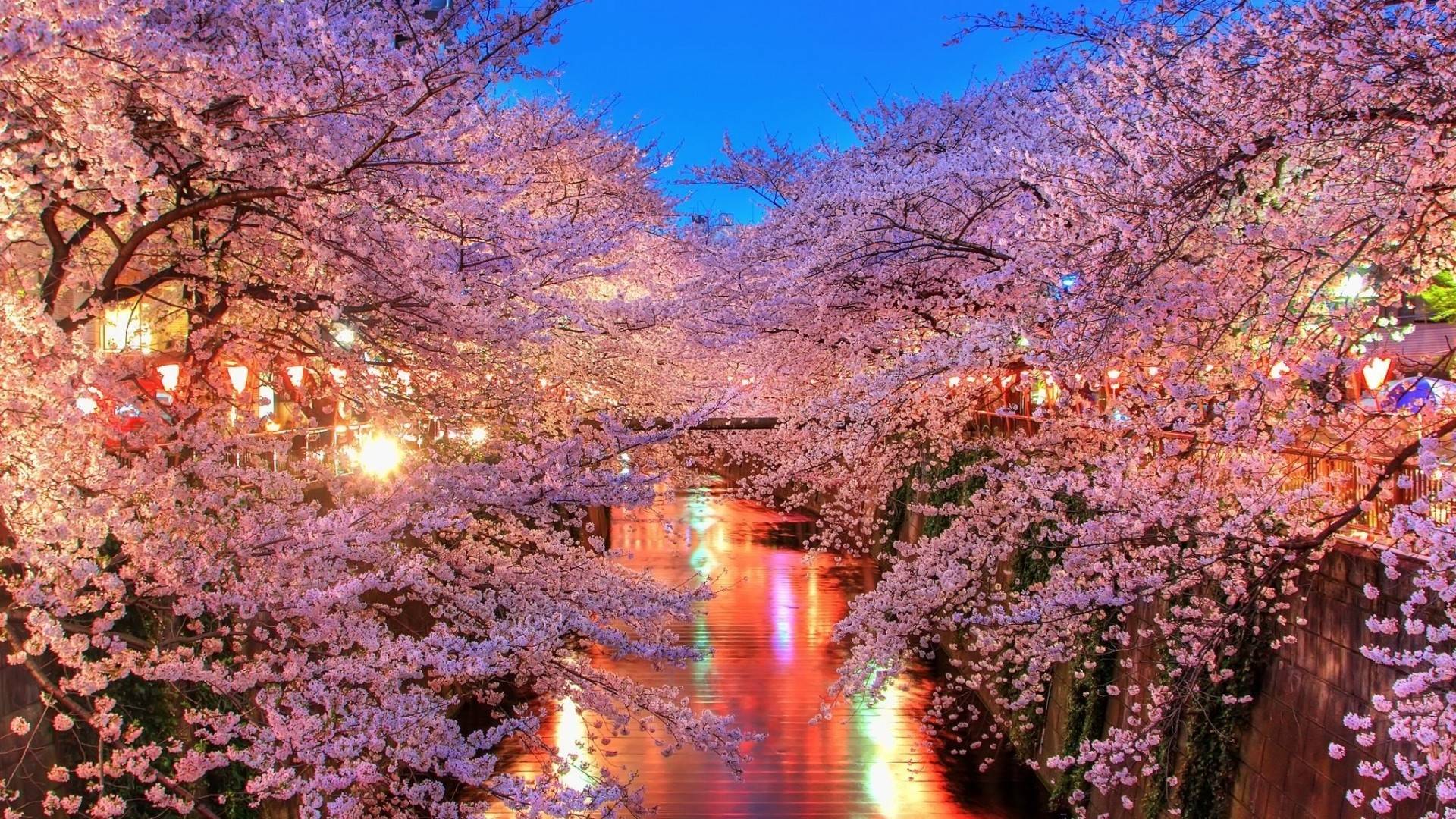 japanese cherry blossom wallpaper