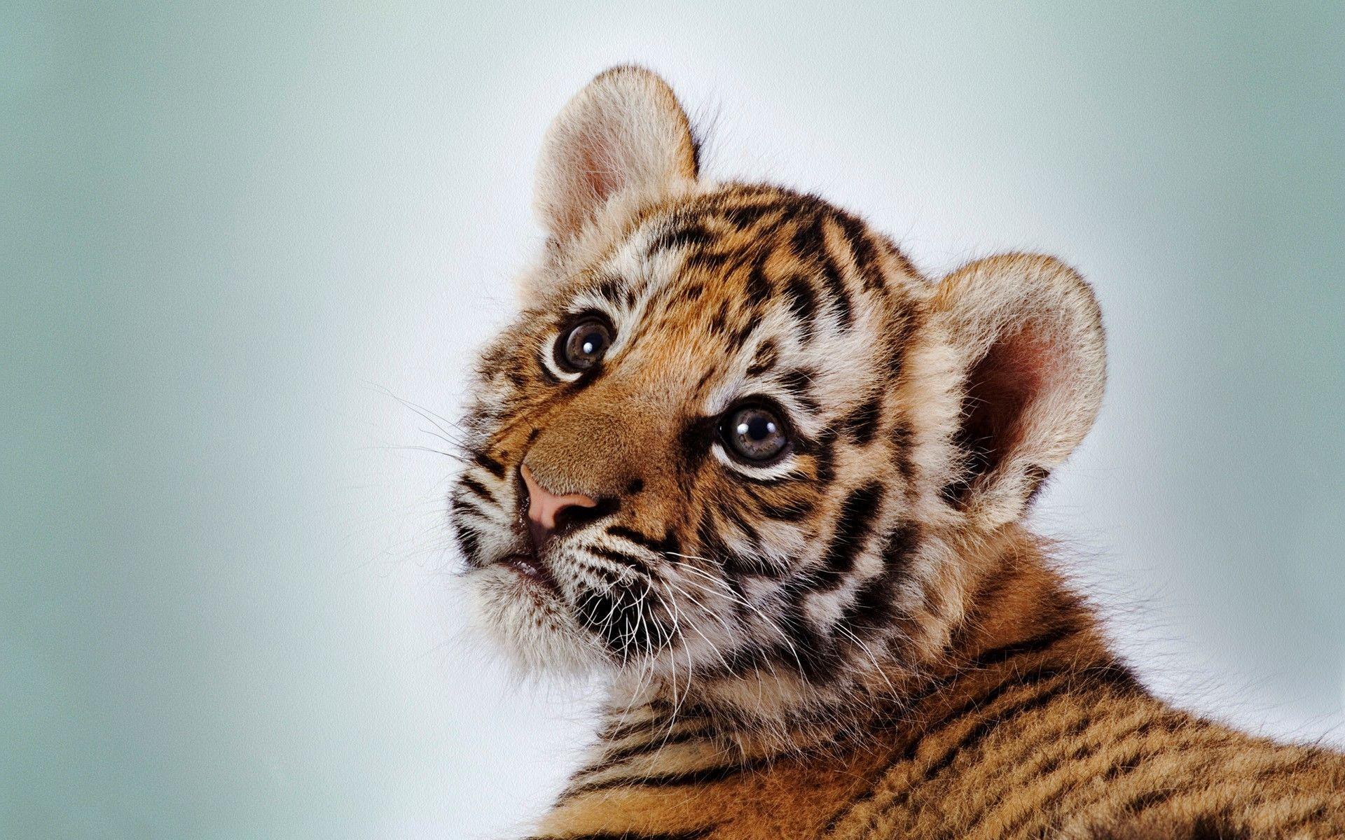 Baby Tiger Wallpapers Top Free Baby Tiger Backgrounds Wallpaperaccess