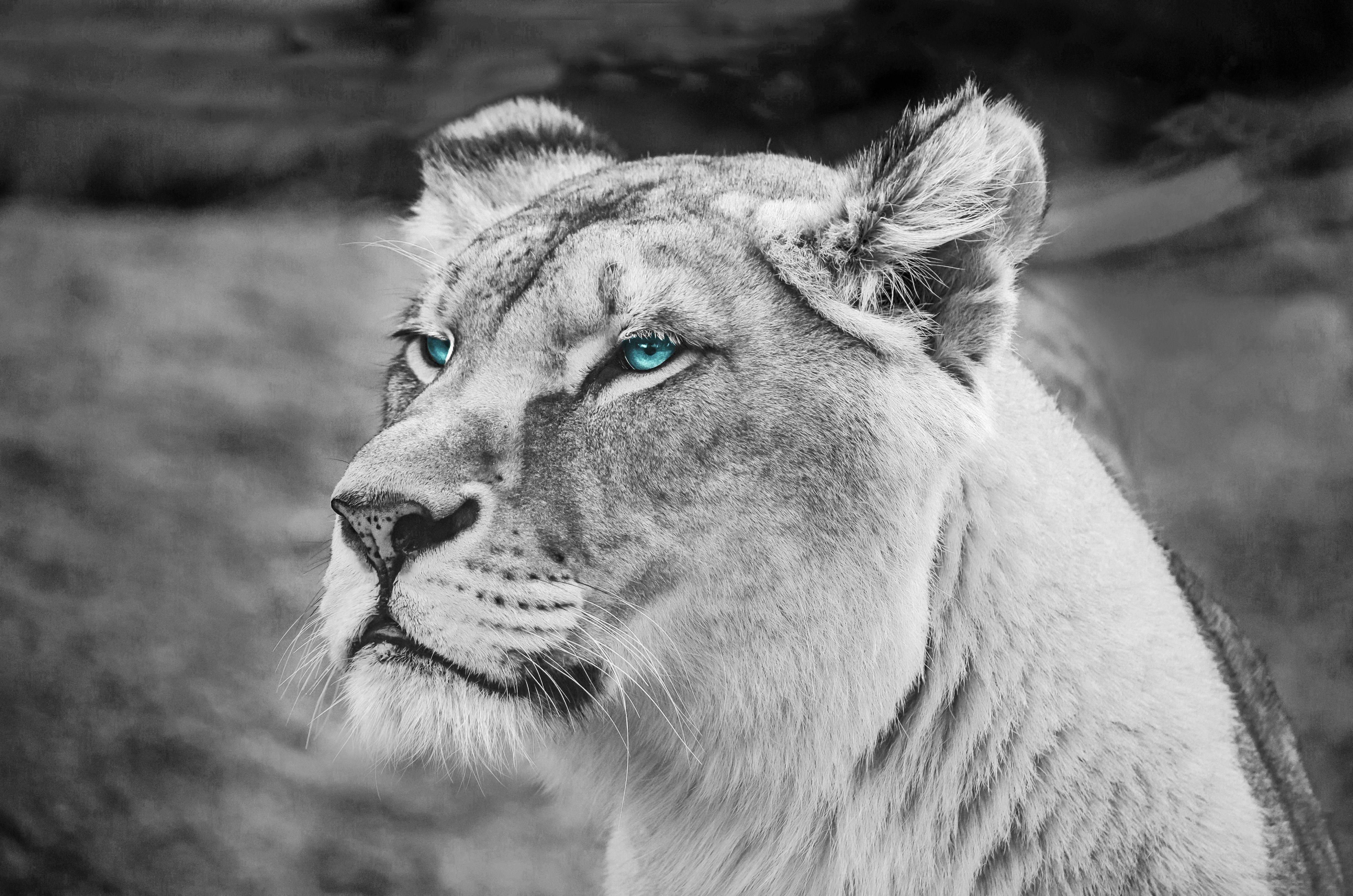 4928x3264 Lion Blue Eyes Monochrome 5k, HD Animals, 4k Wallpaper