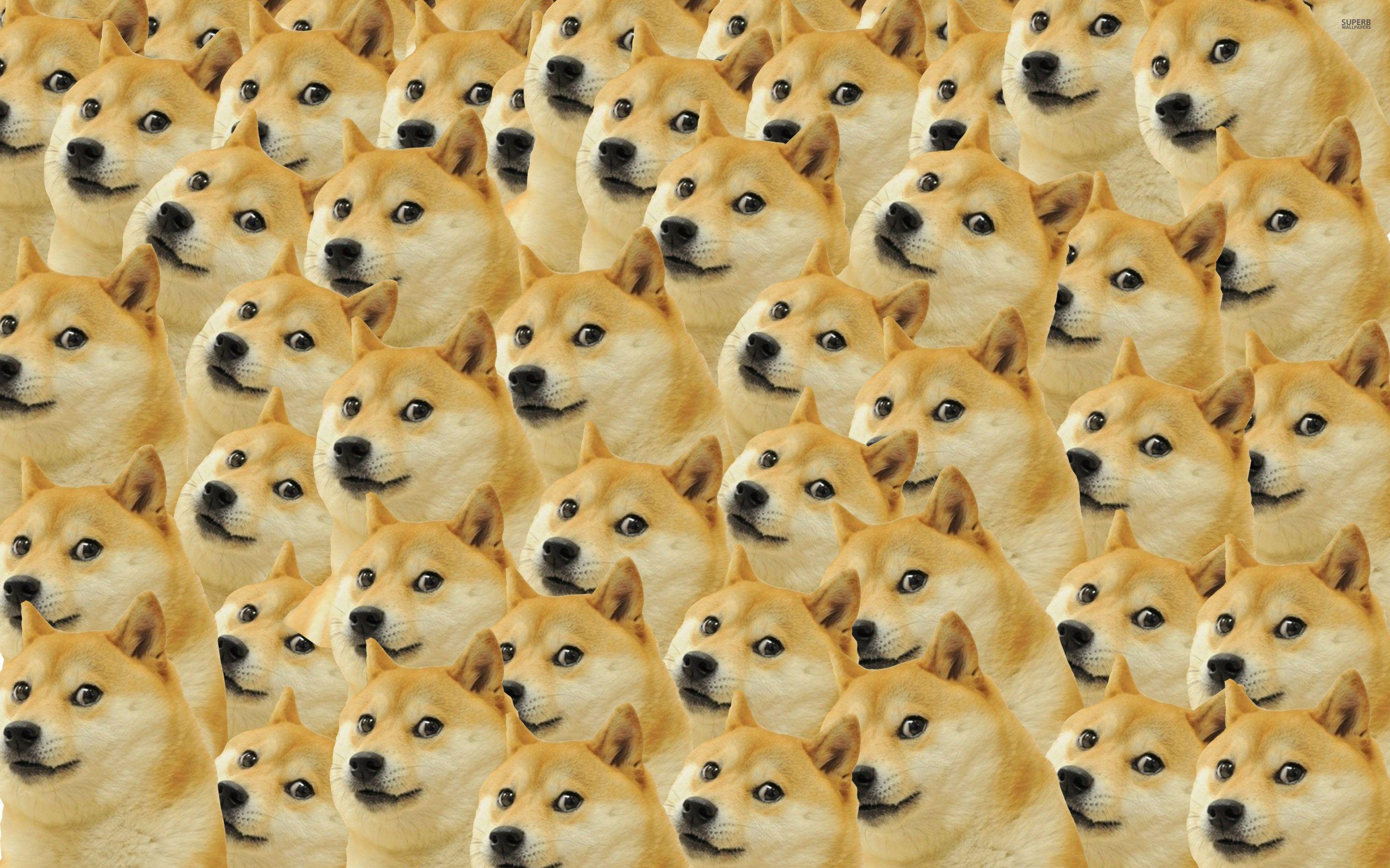 2880x1800 Doge Meme Wallpaper