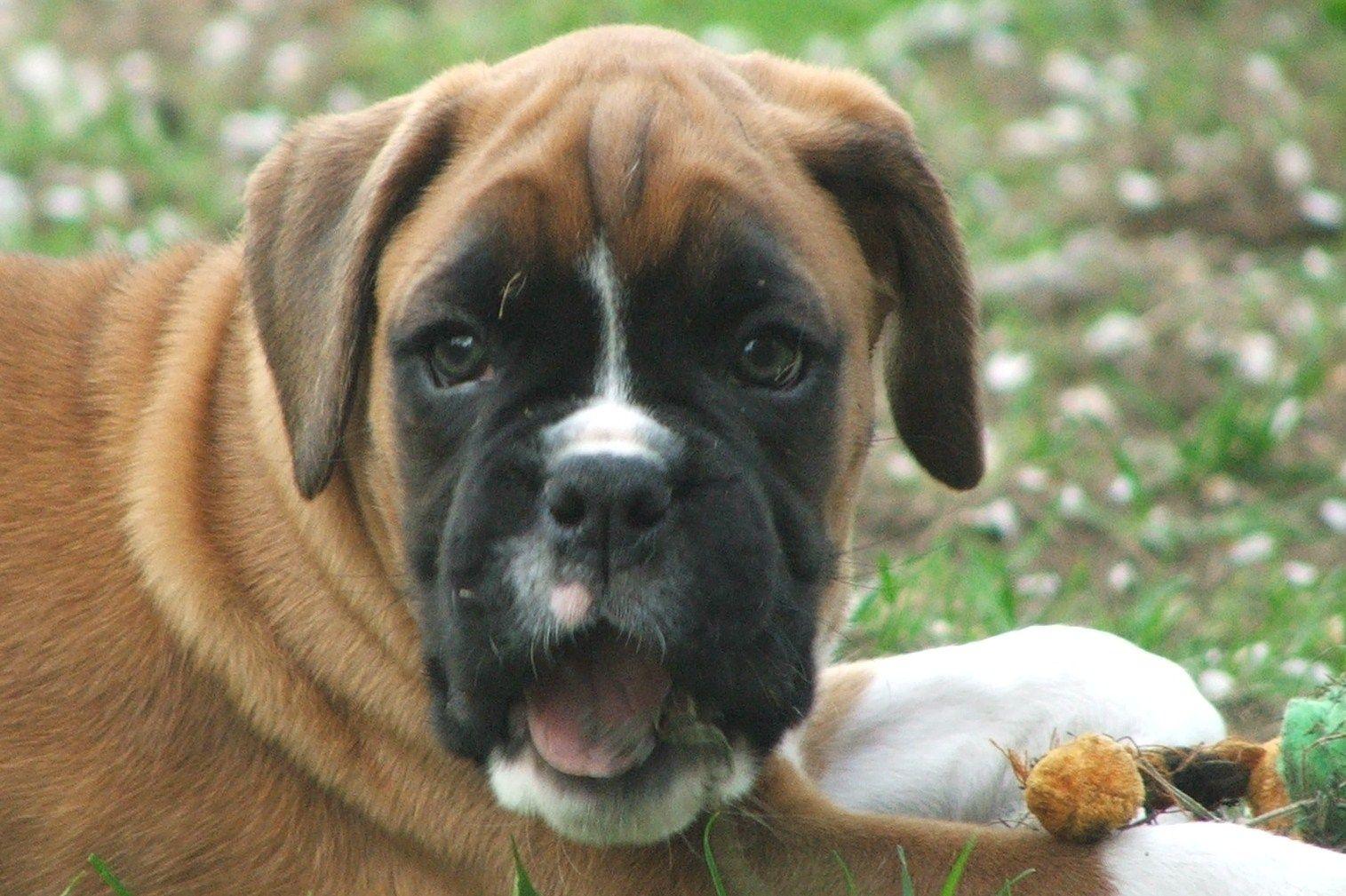 1515x1009 Boxer dogs funny picture download