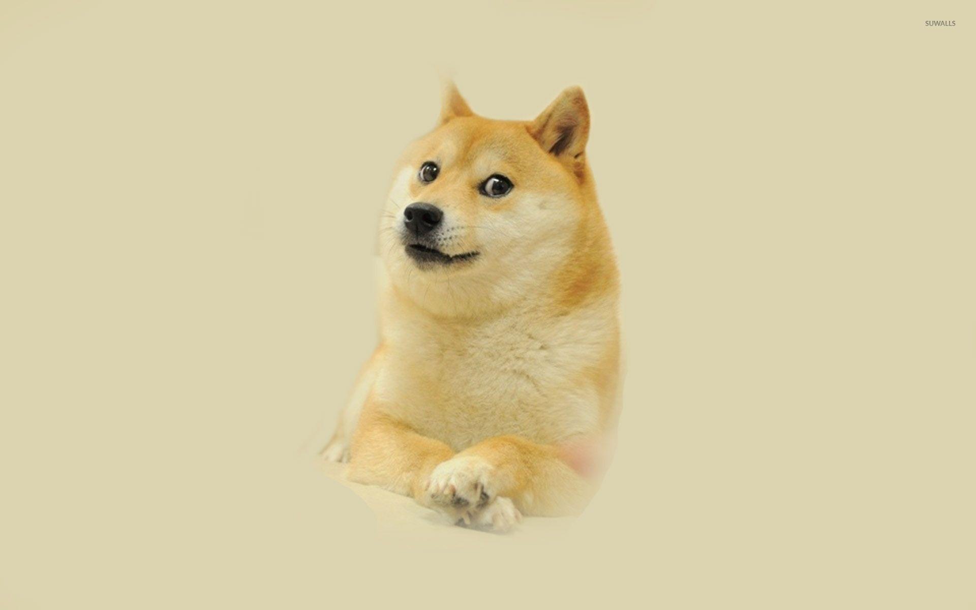 47 Doge Meme Wallpaper  WallpaperSafari
