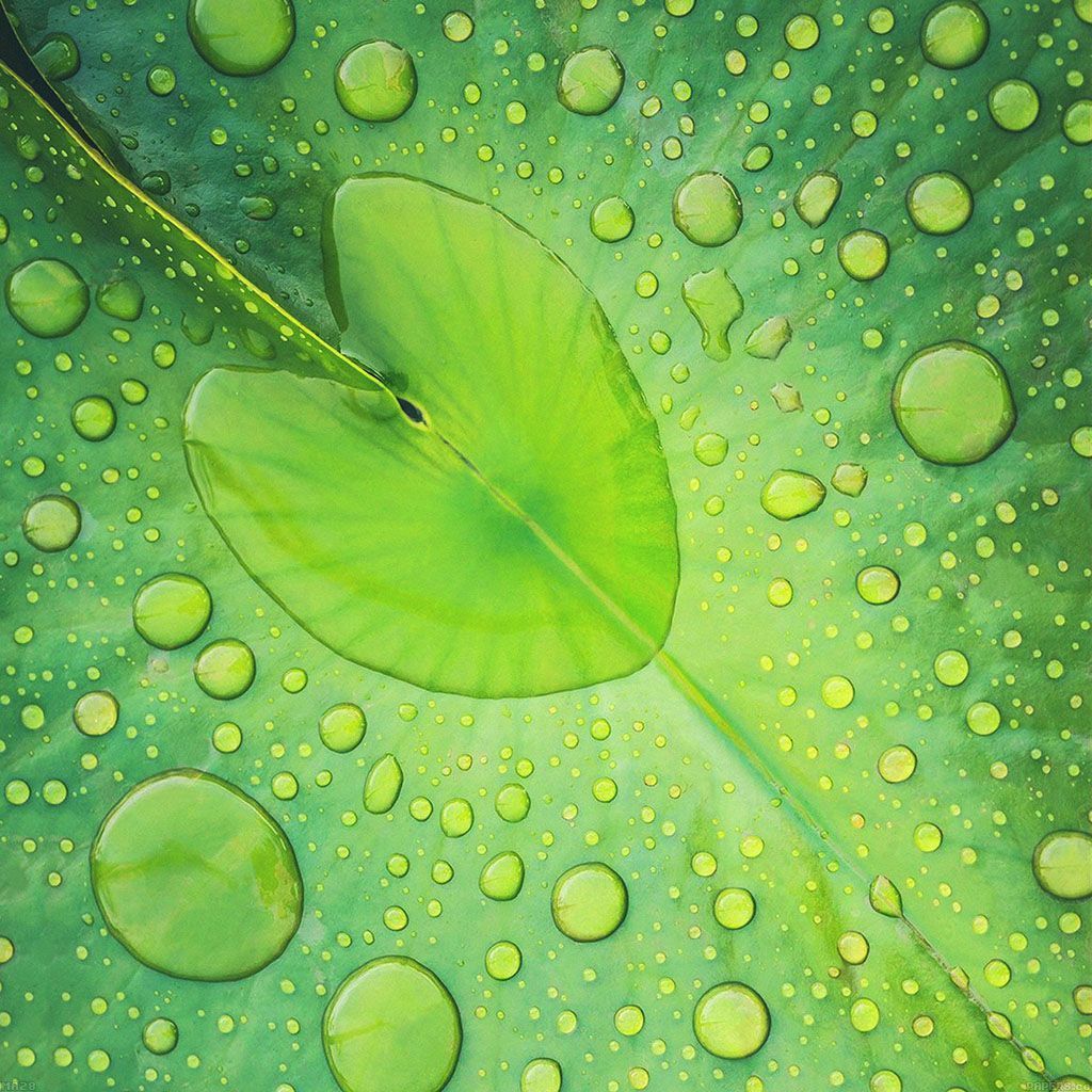 1024x1024 Frog Boy Leaf Flower Nature