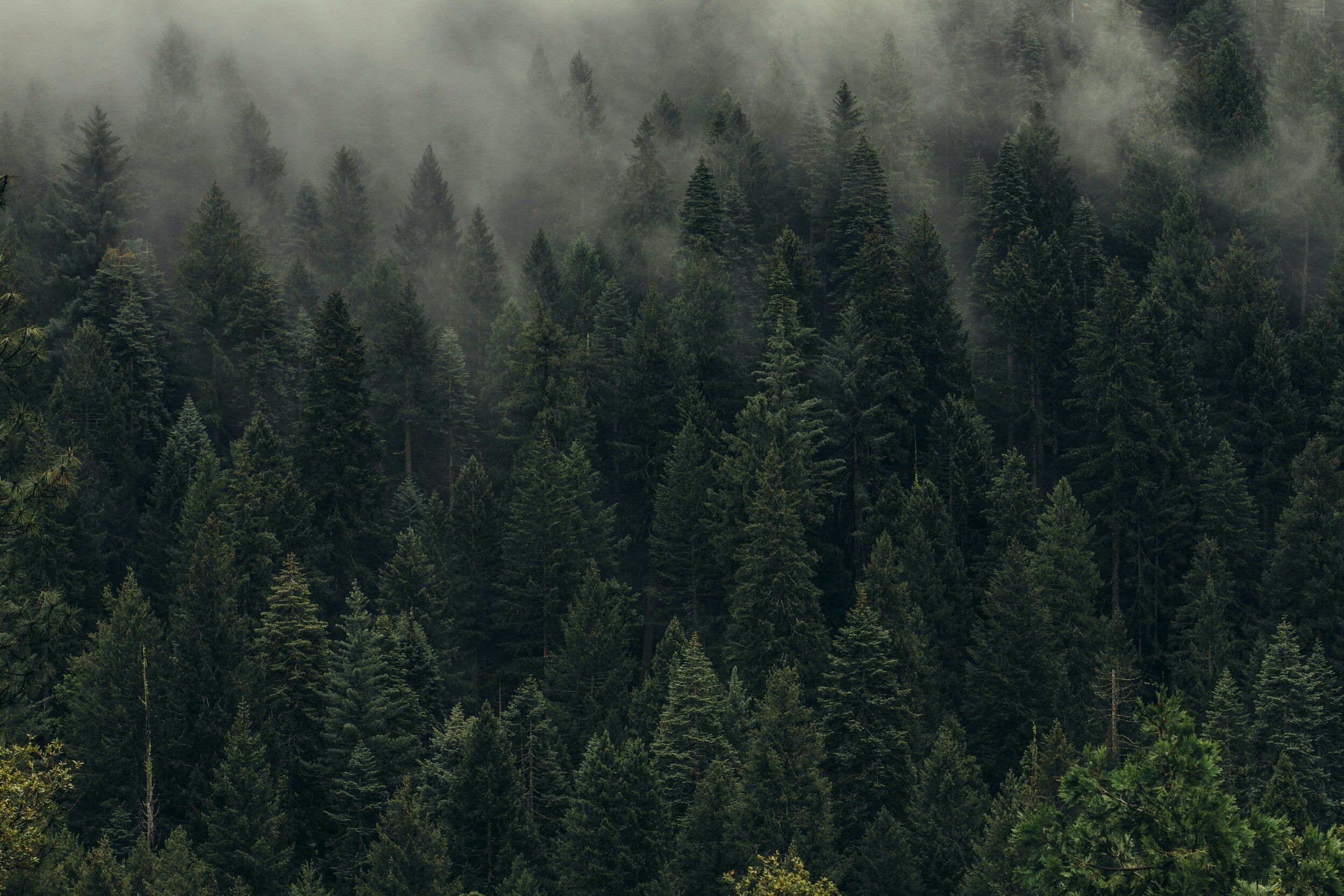 2500x1667 NATURE BOY