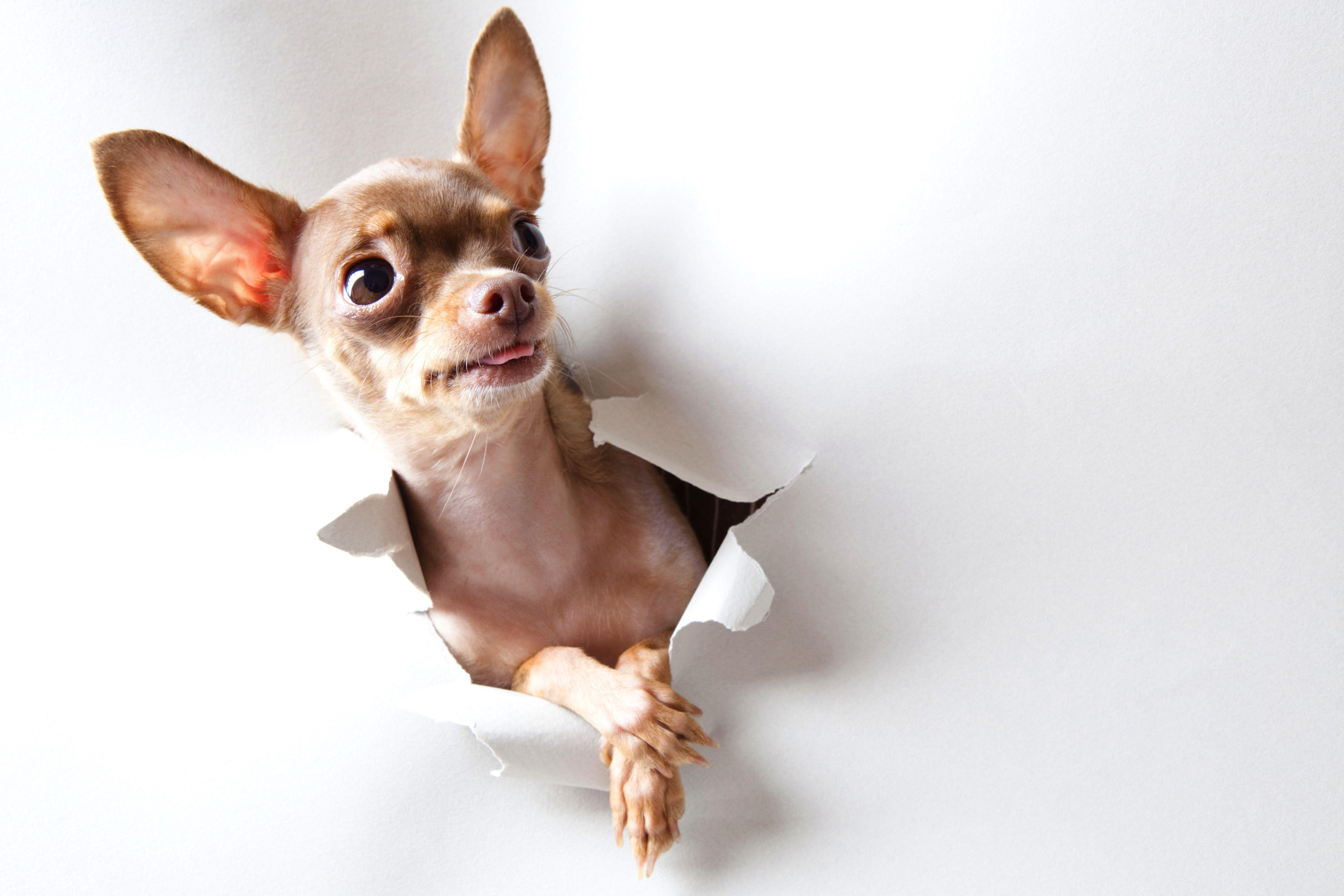 5616x3744 Chihuahua HD Wallpaper and Background Image